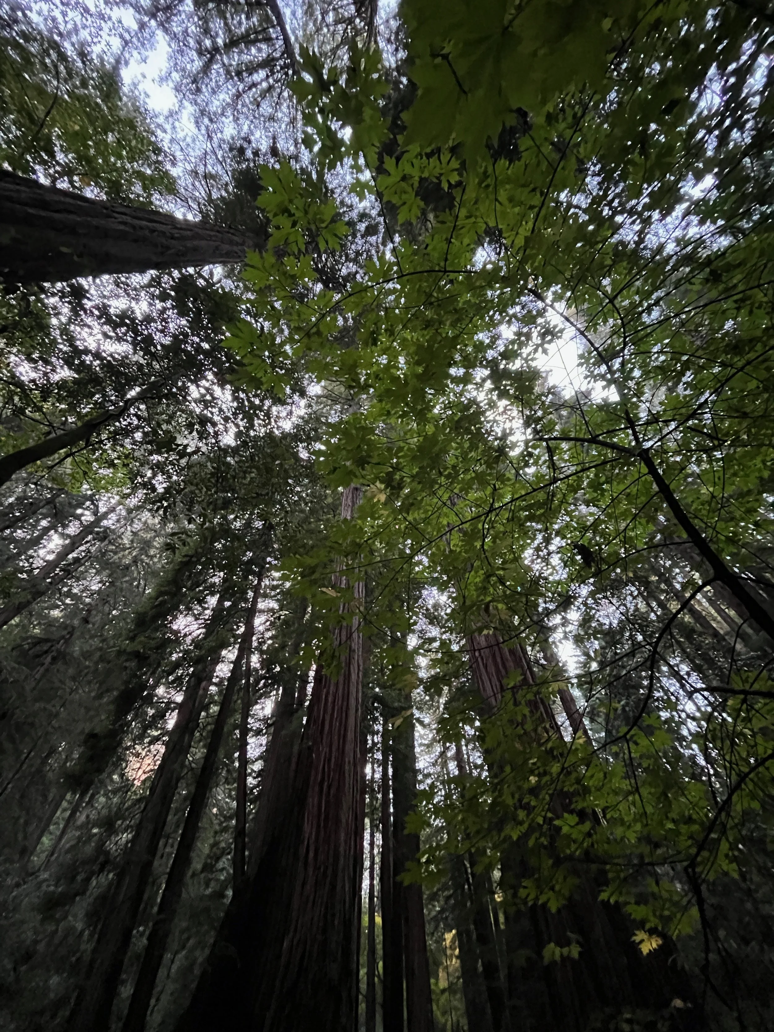 Towering redwood in Muir Woods National Monument which was established in 1908 and is part of the Golden Gate National Recreation Area.