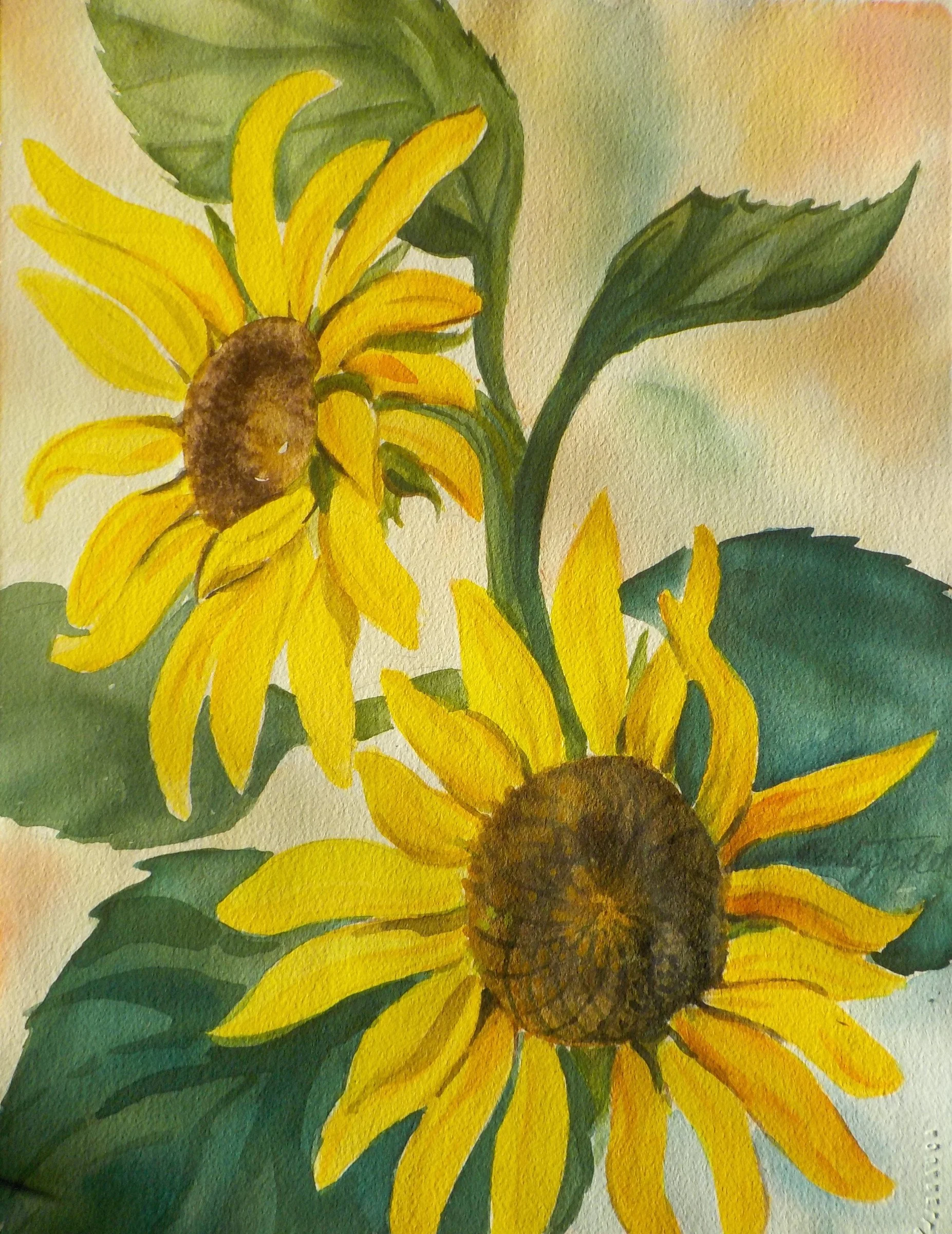 Sunflowers