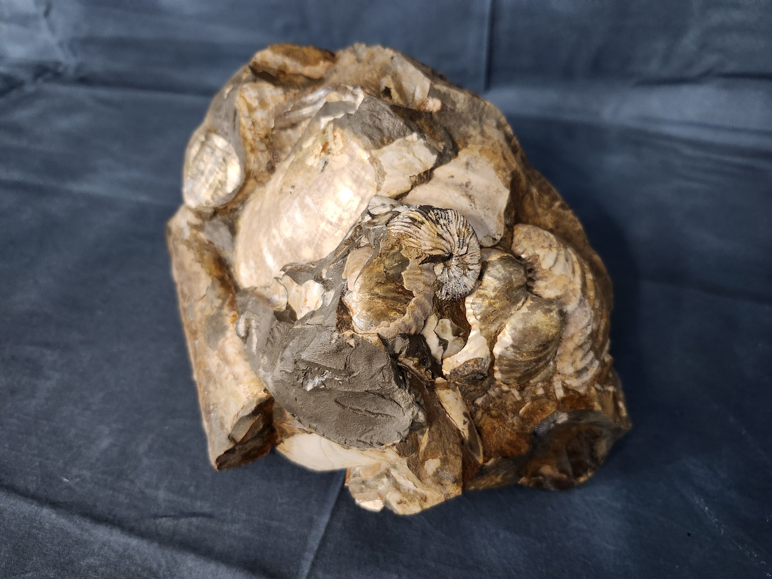 Fossil Ball