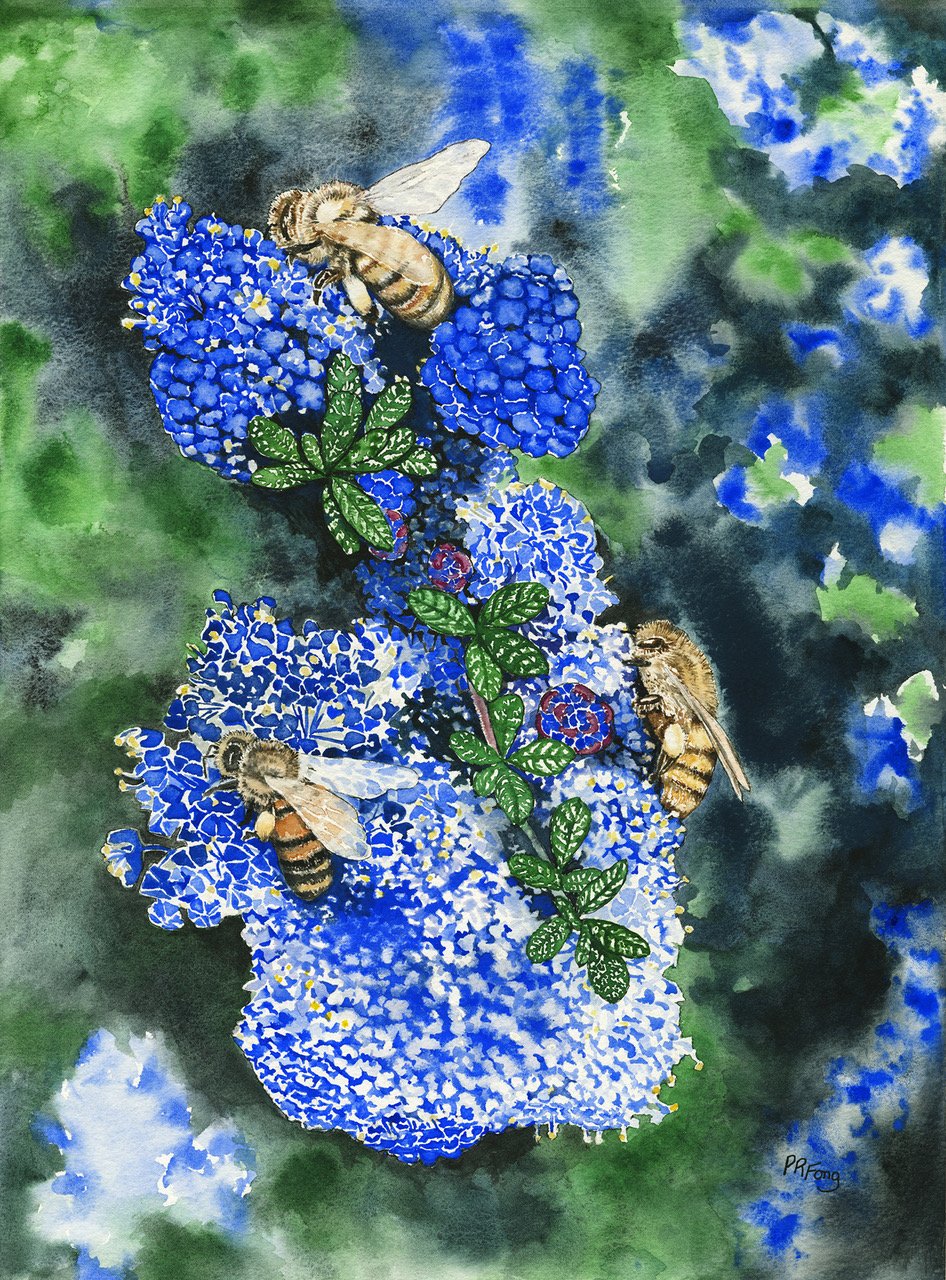 Ceanothus Bees