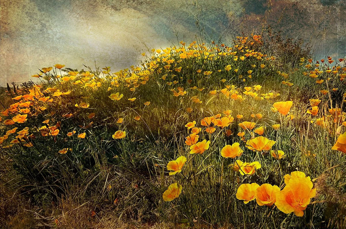 Leibowitz_California Poppies.jpg
