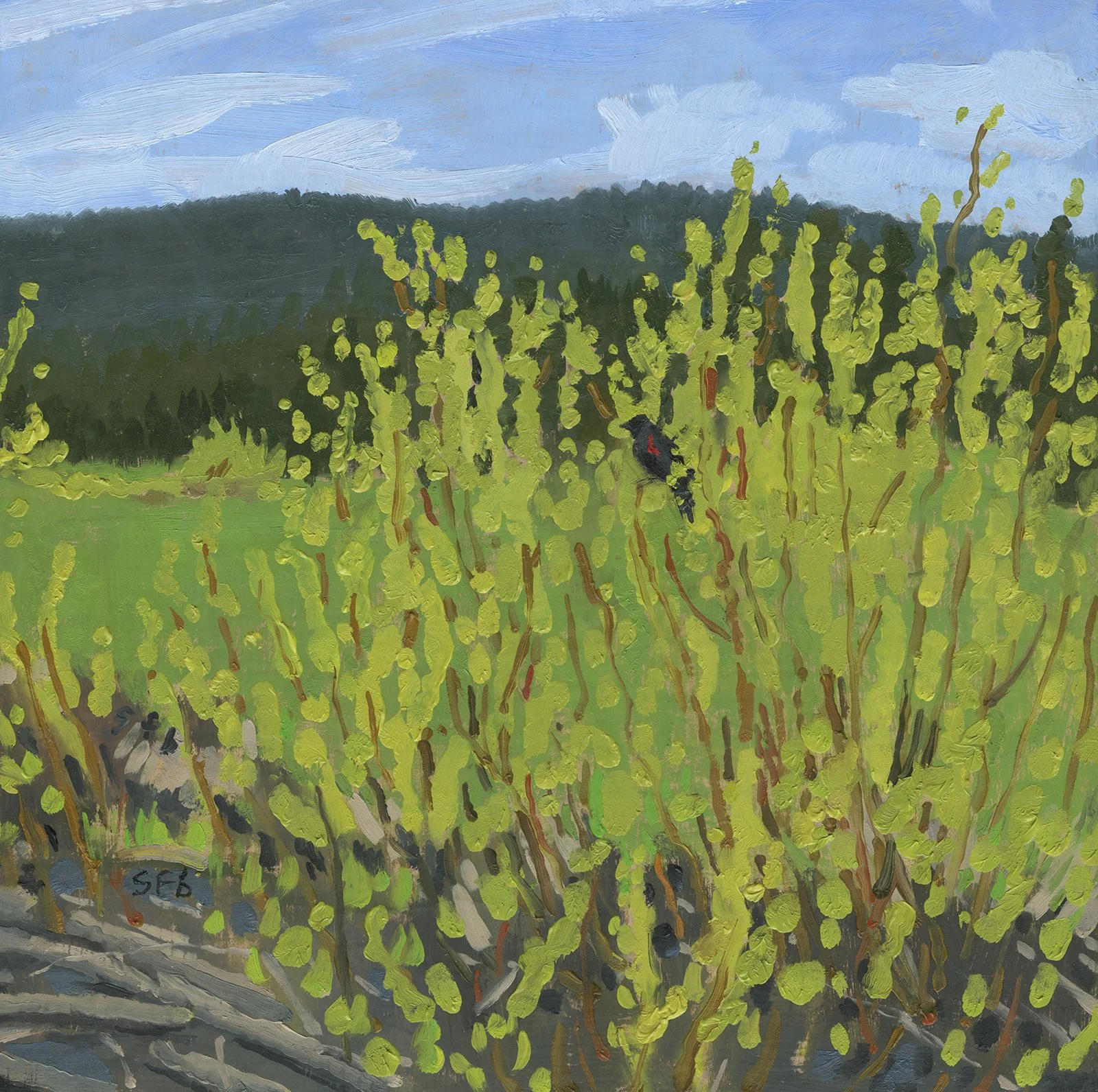 Spring Willows and Red Winged Black Bird