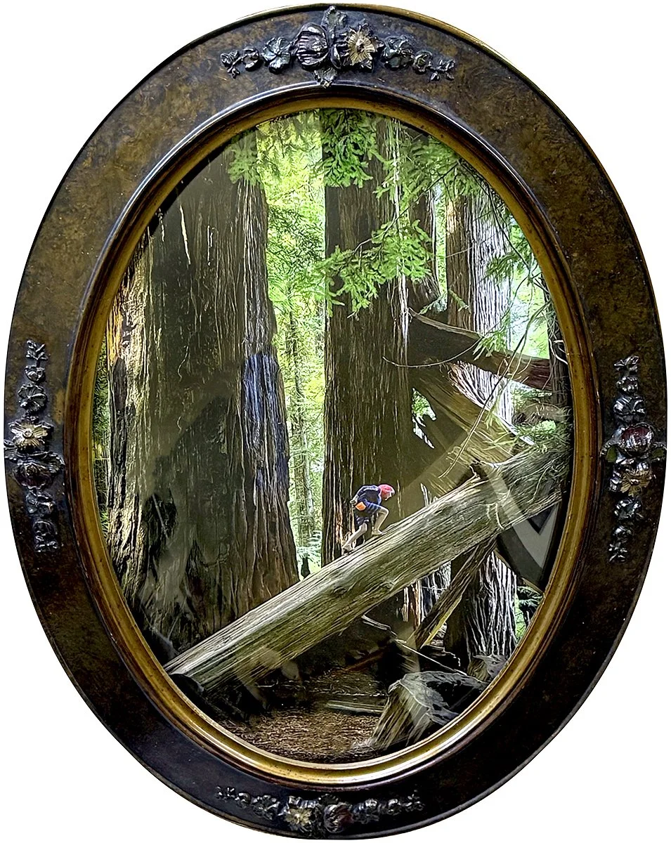 leibowitz_Playground in the Redwoods.jpg