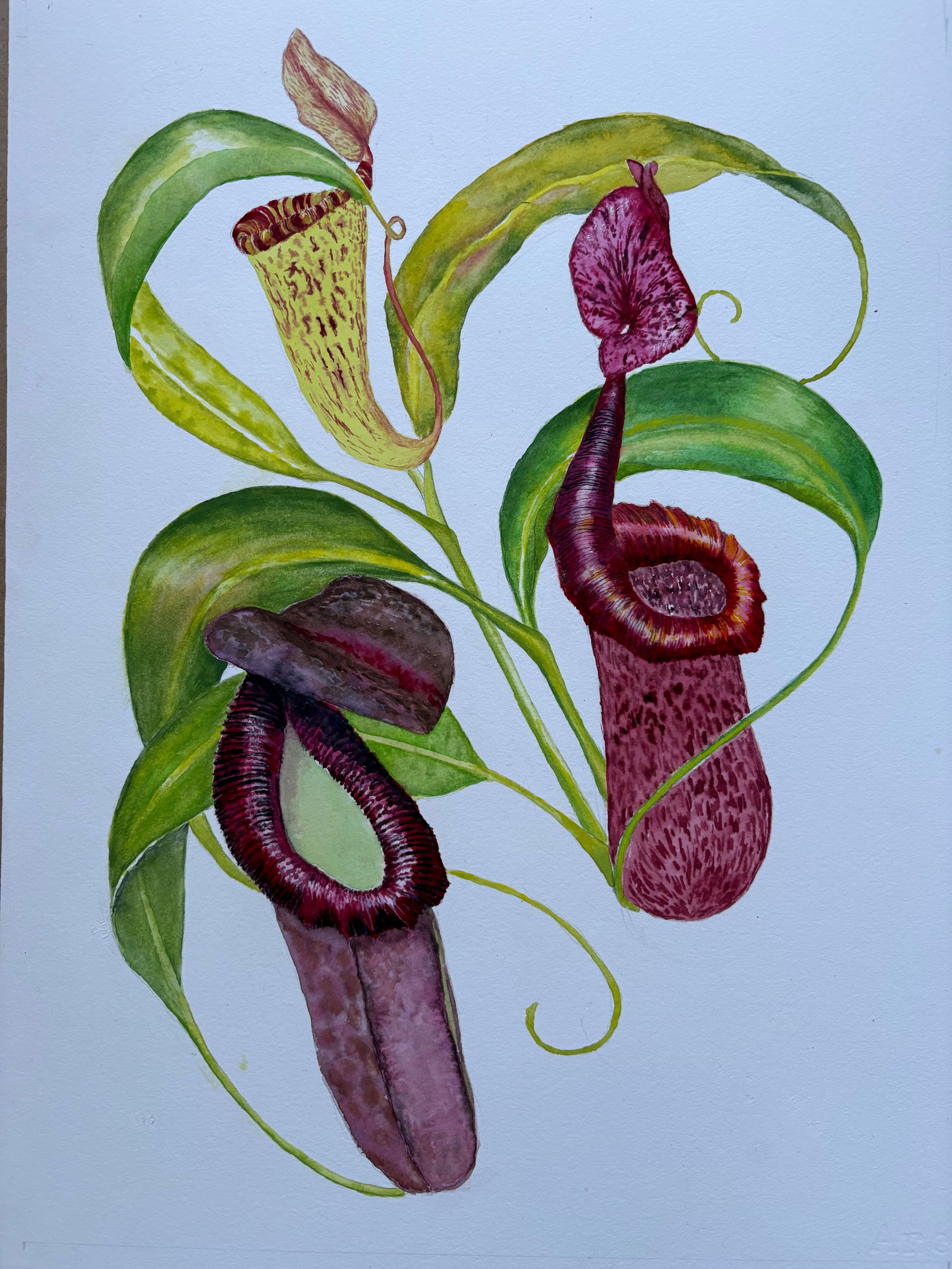 Fong-Nepenthes.jpeg