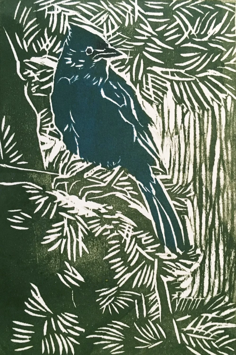 Plank_Steller's Jay.jpeg