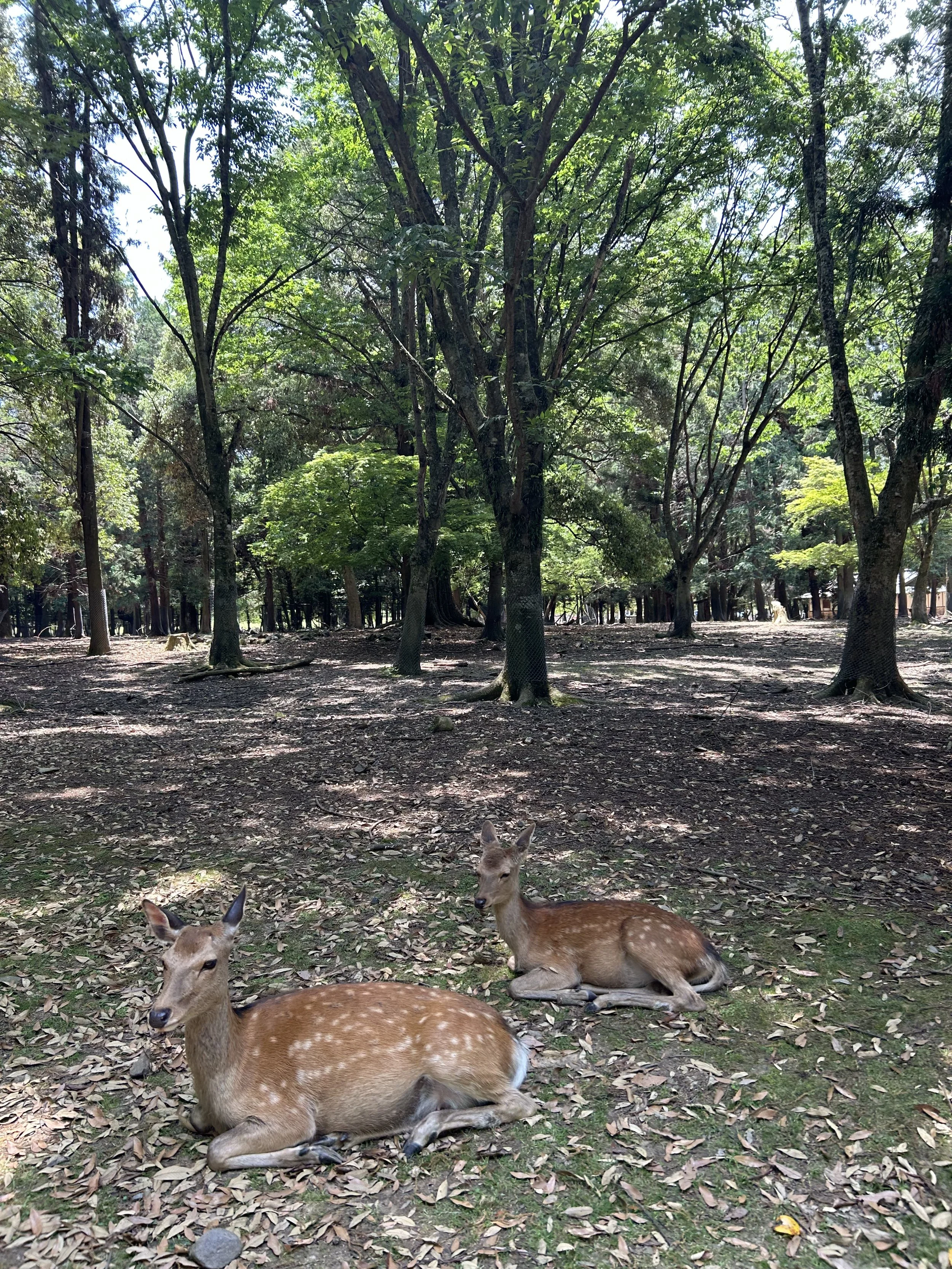 IMG_5398.jpeg
