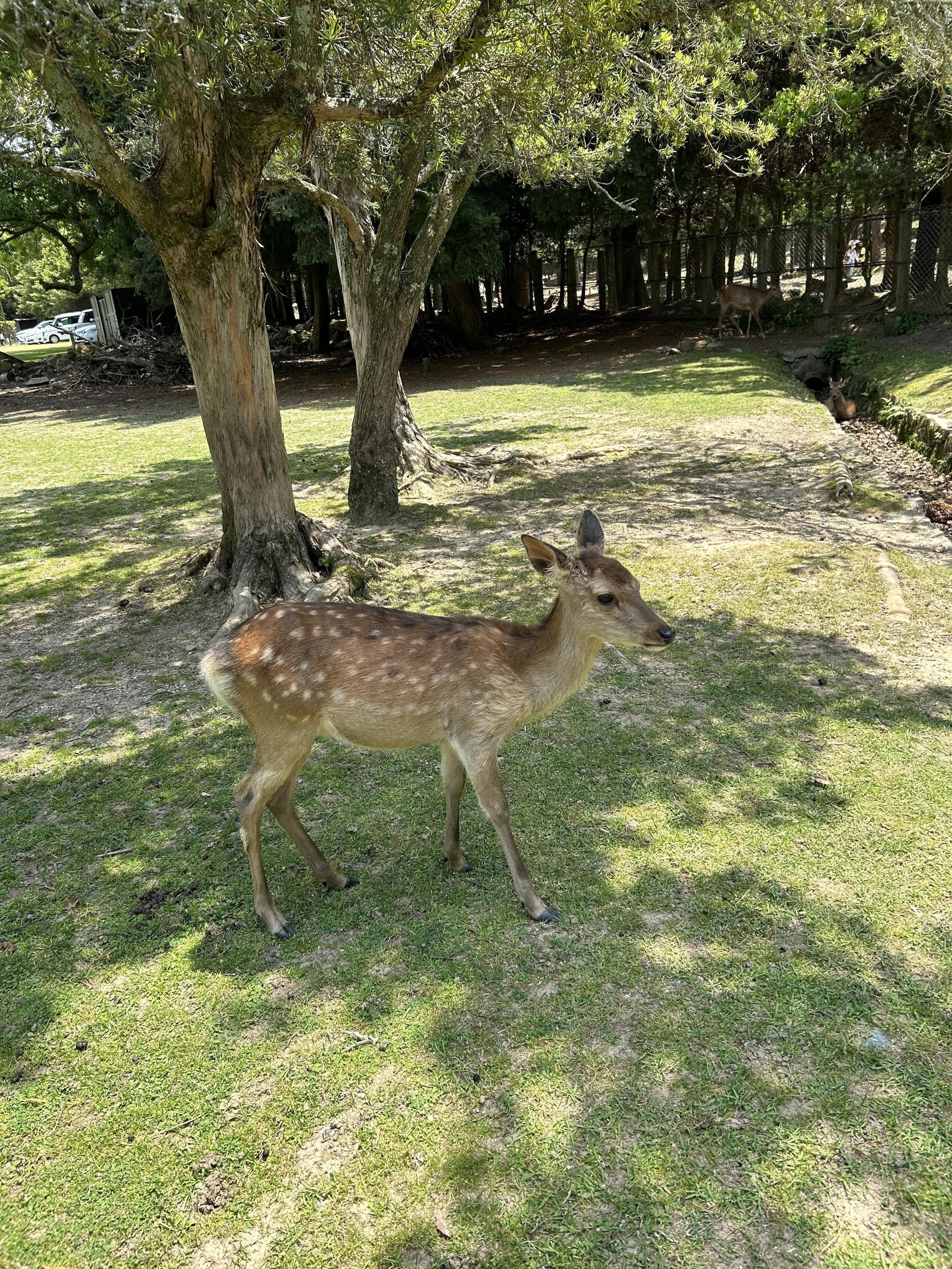 IMG_5351.jpeg