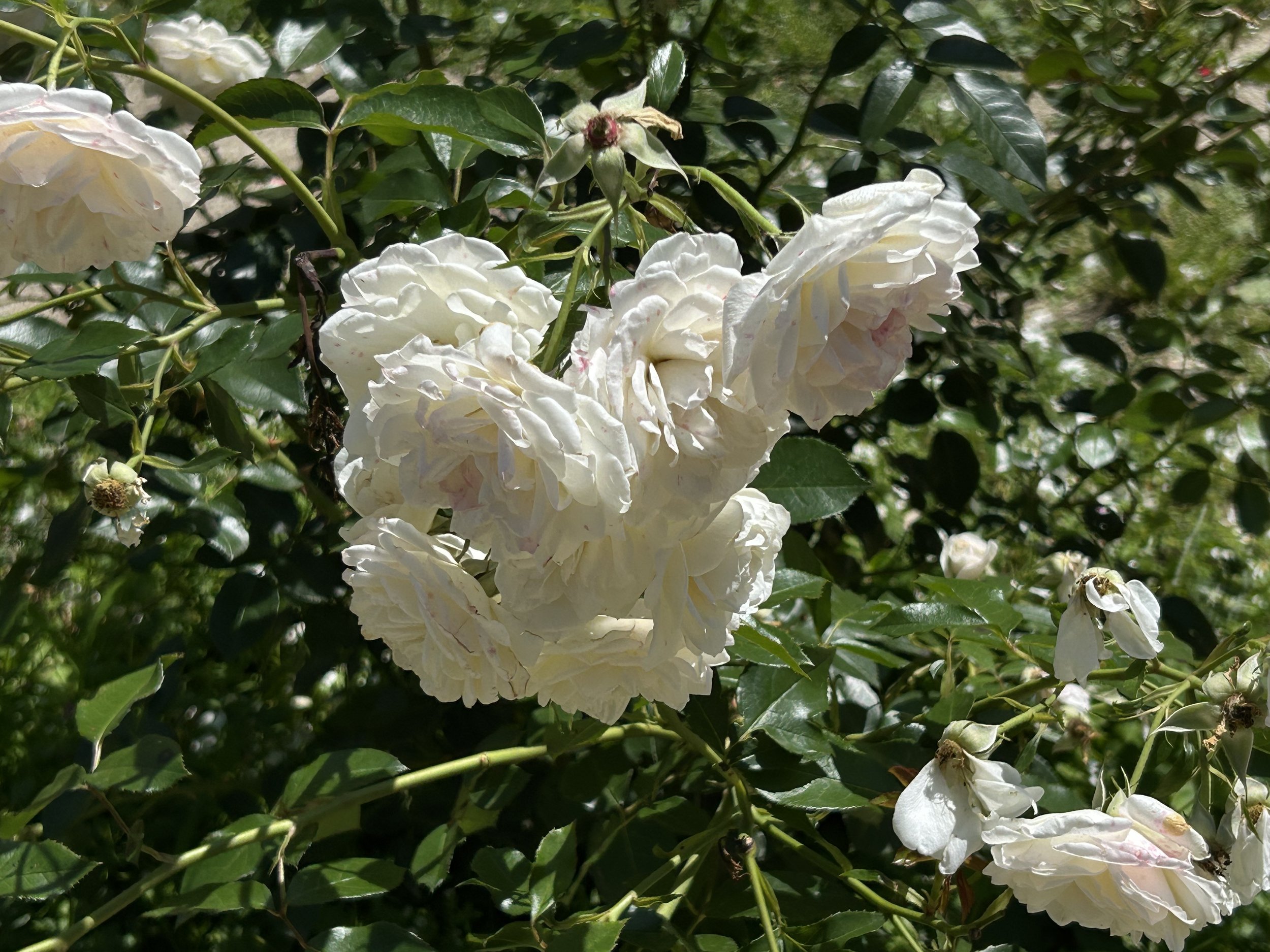 IMG_9556.jpeg