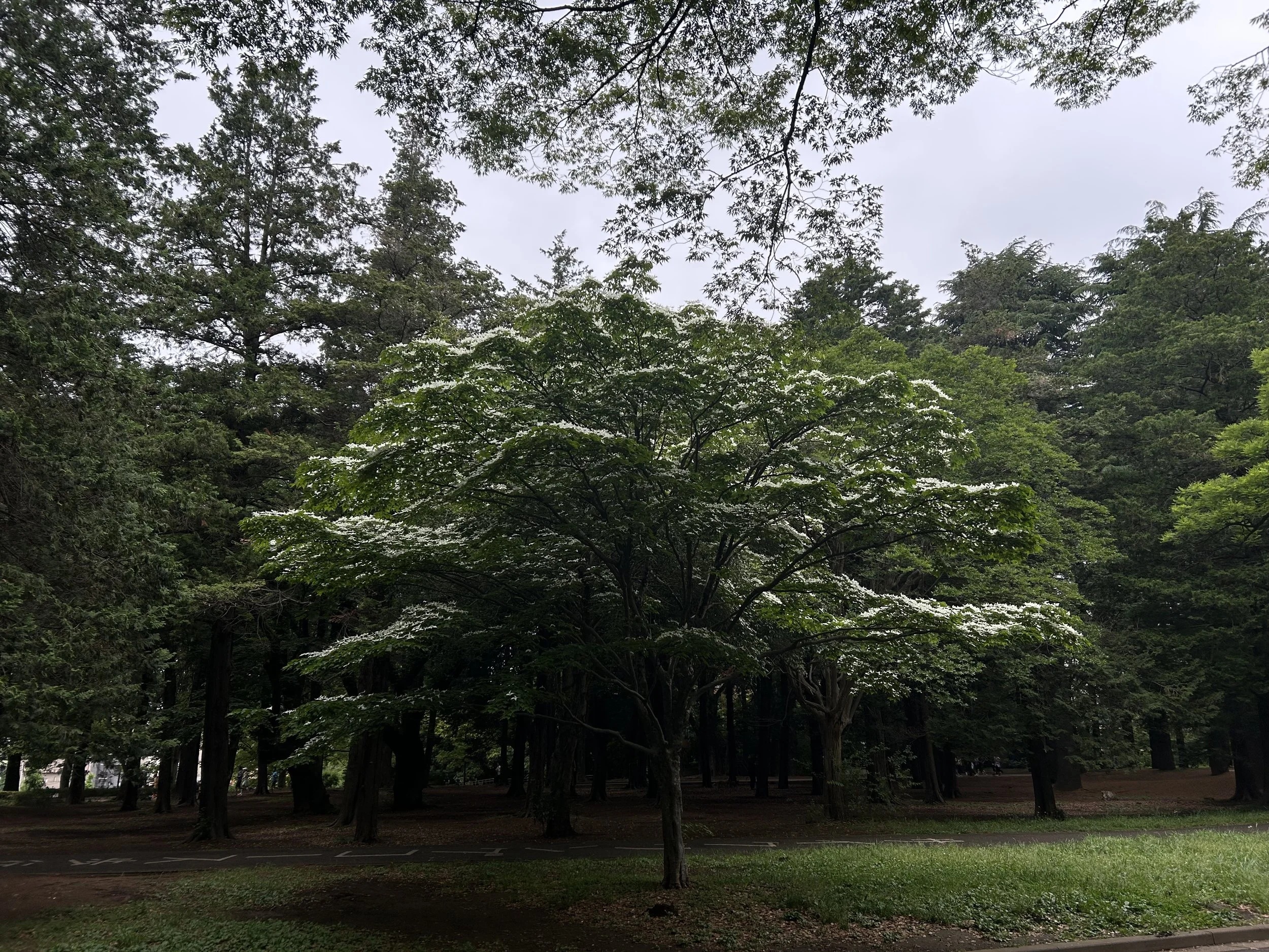 IMG_0884.jpeg