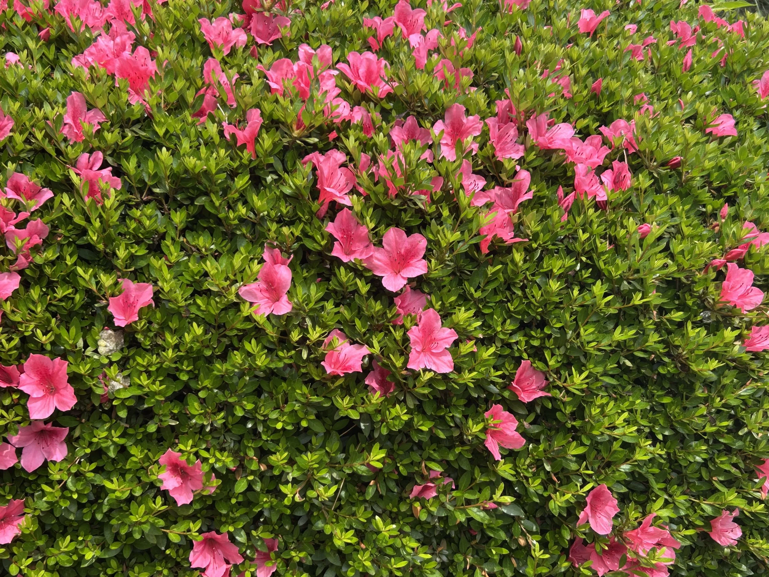 IMG_1076.jpeg