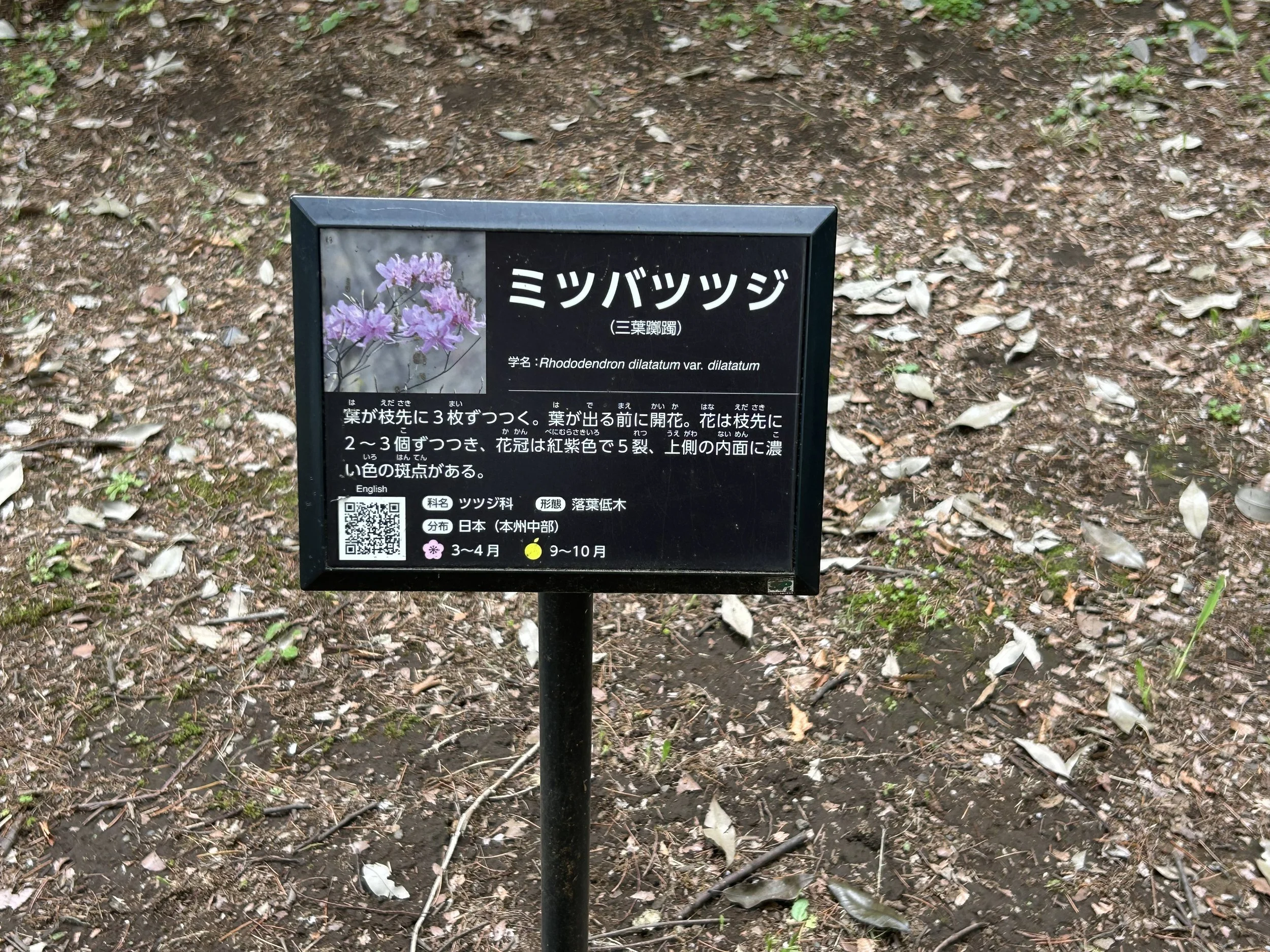IMG_1095.jpeg