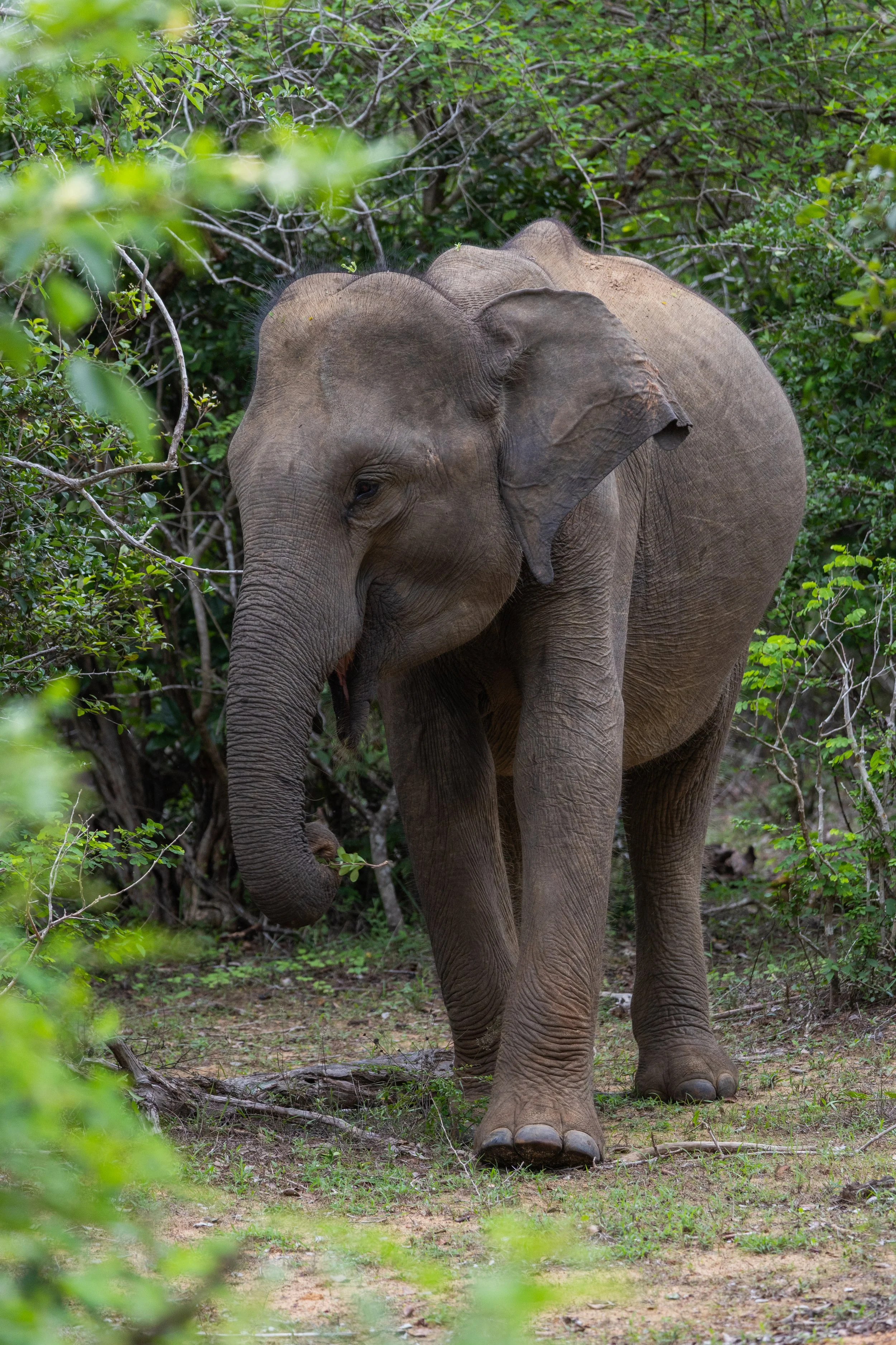 Yala National Park : Sri Lanka
