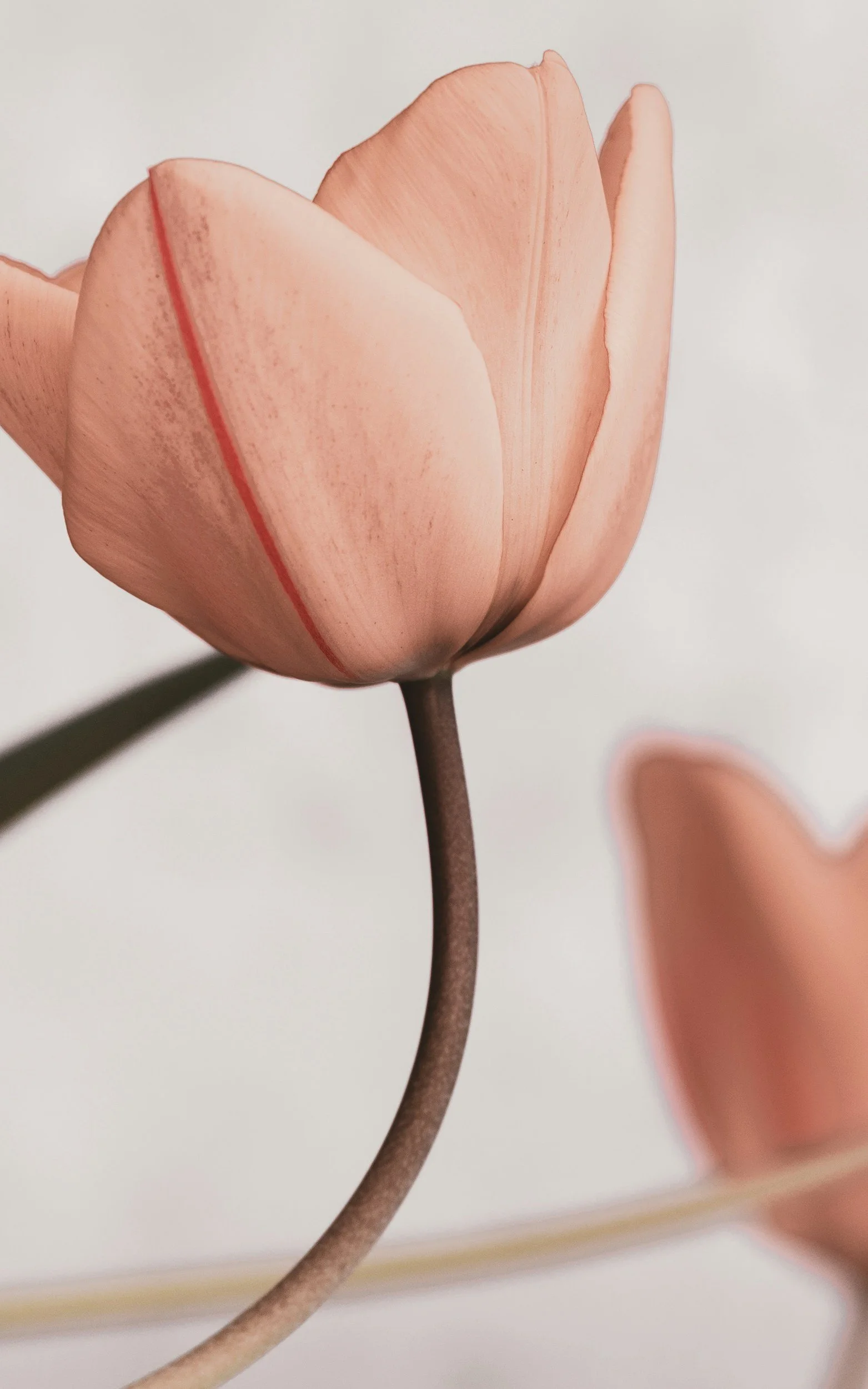 Funeral Sermon: The Gift of Life and the Grace of Christ