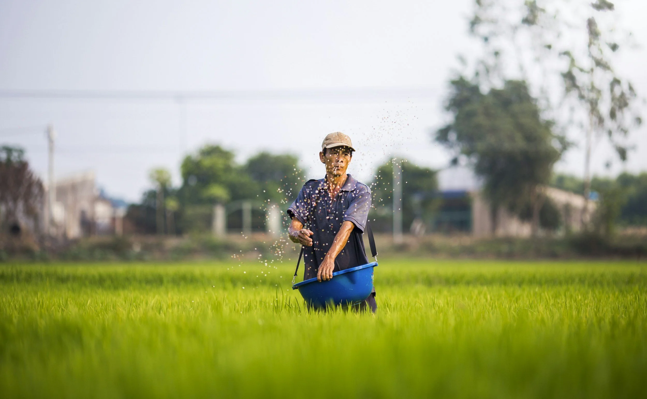 A rice farmer in the field scattering seed.