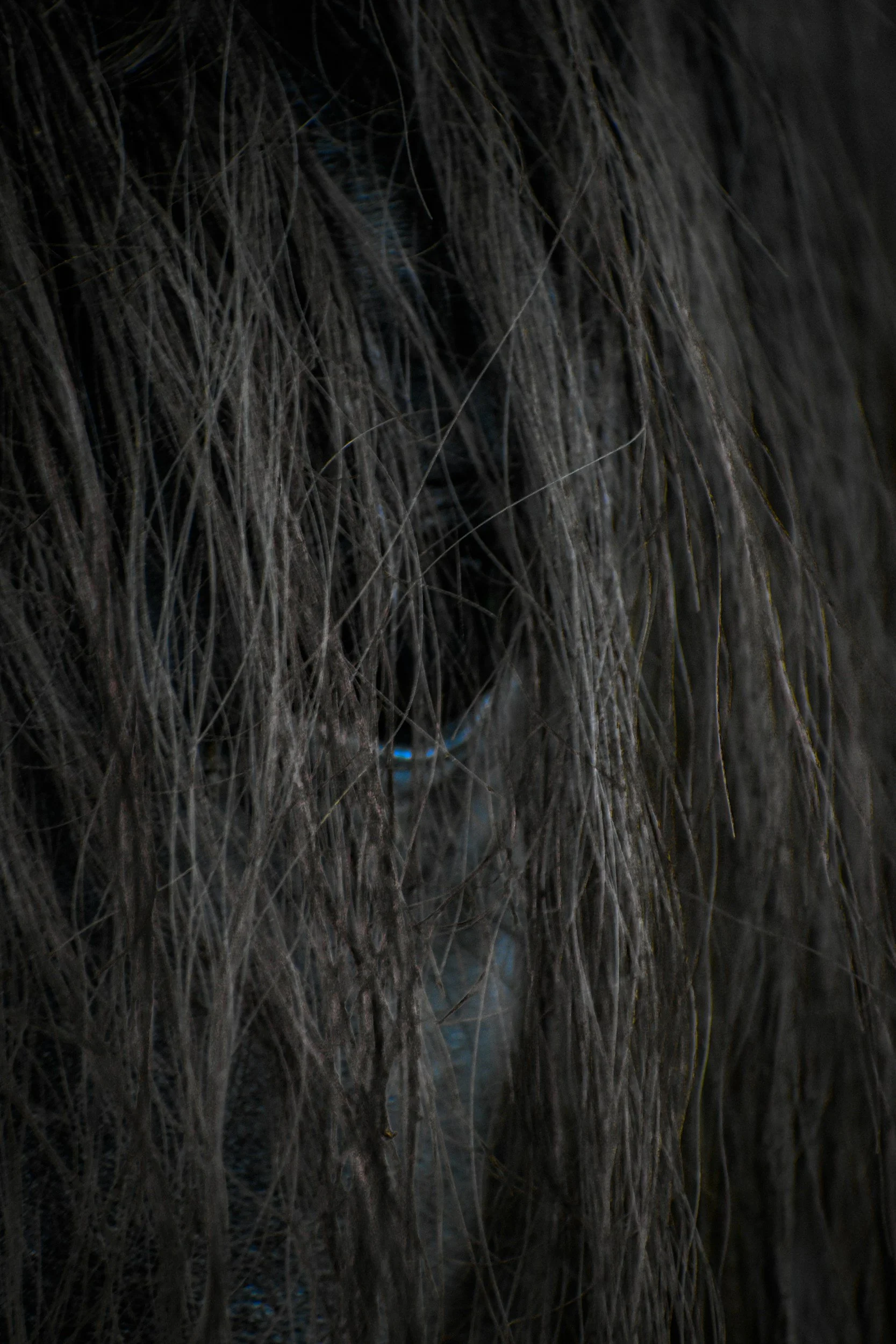 Black Horse of the Apocalypse: Famine and Injustice in Revelation