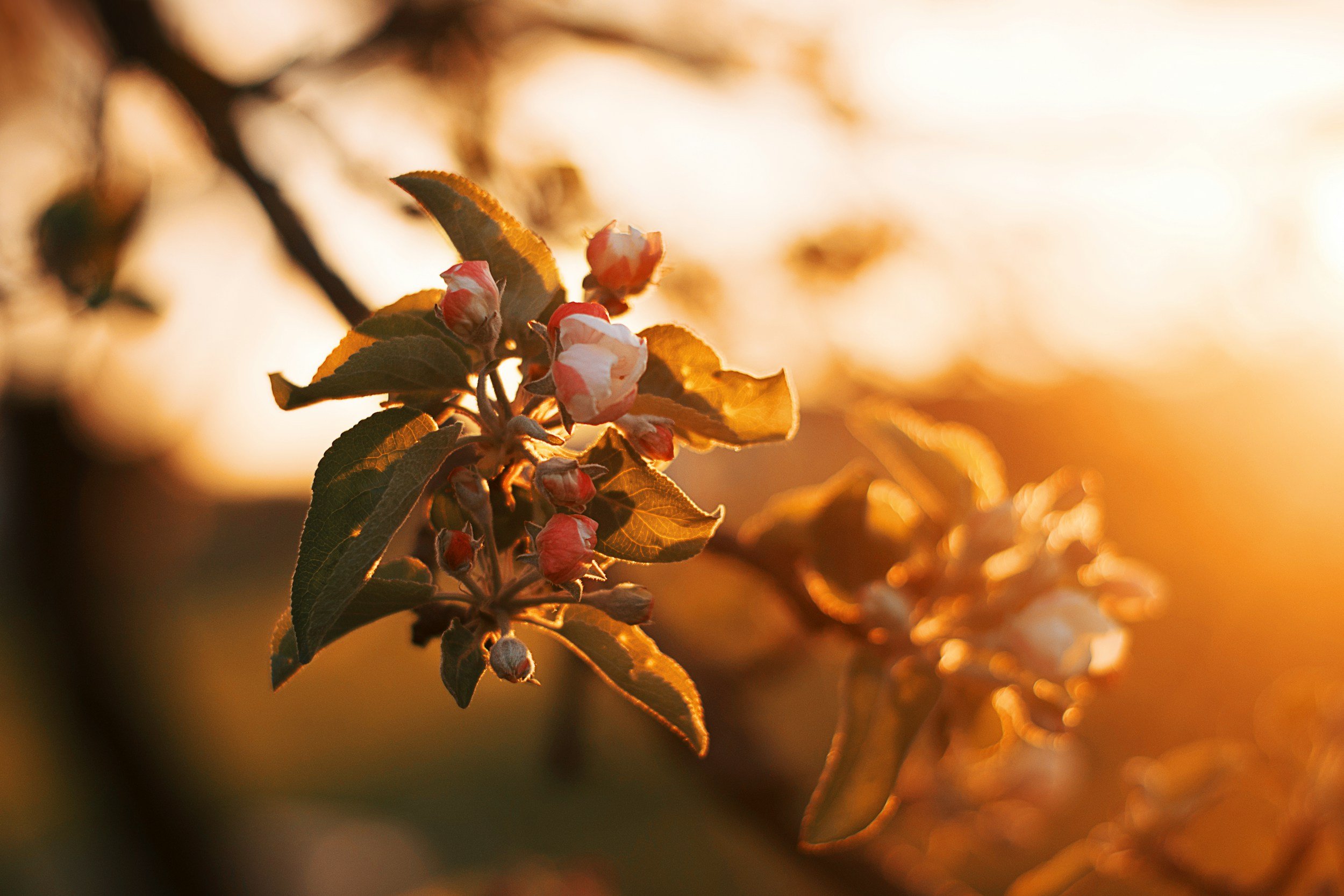 Bedtime Prayer: Gratitude, Love, and Protection in God
