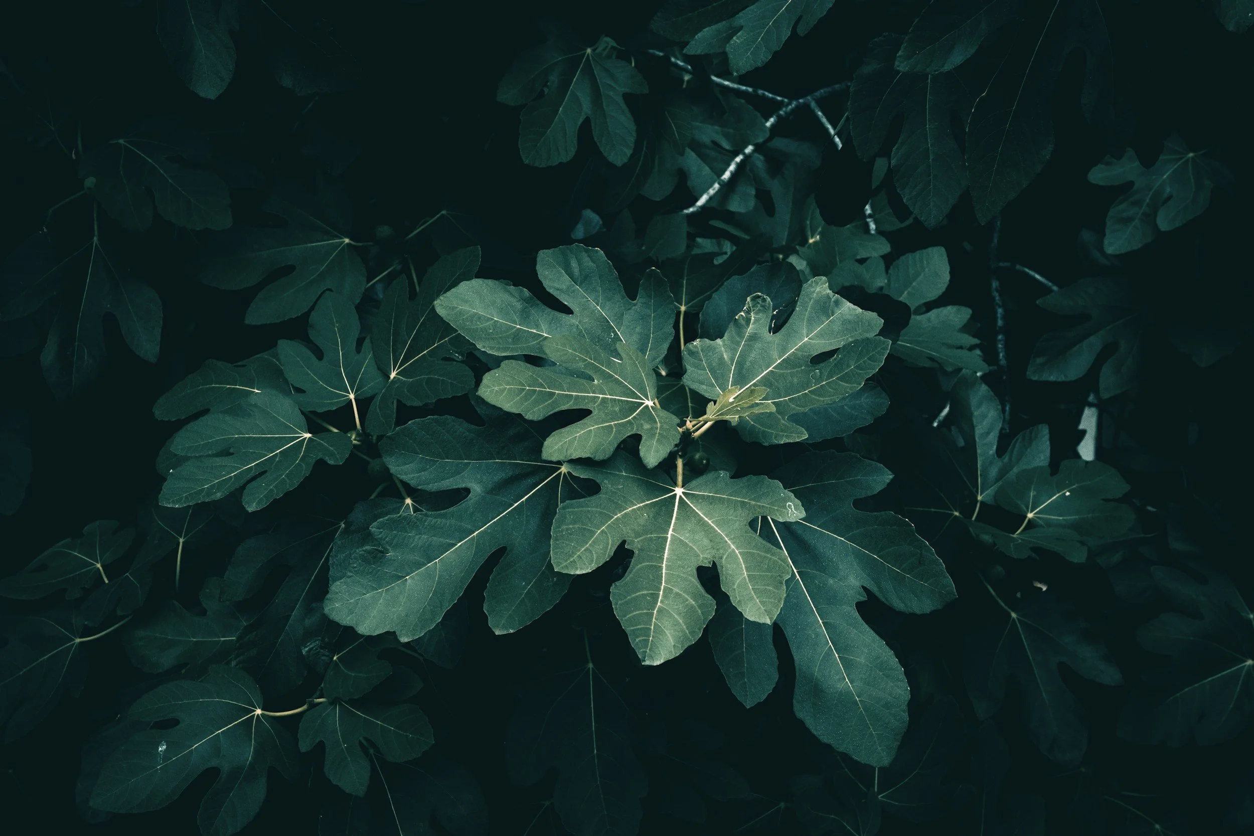Nathanael in the Bible: Under the Fig Tree in John 1