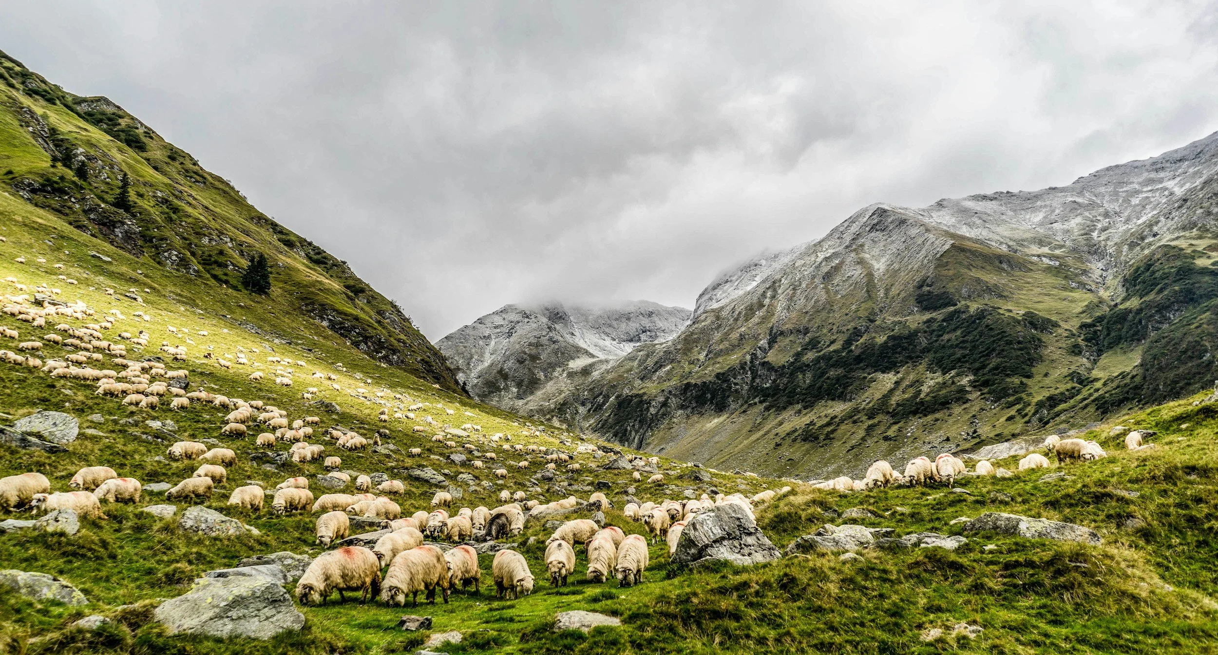 John 10:16 – One Flock, One Shepherd