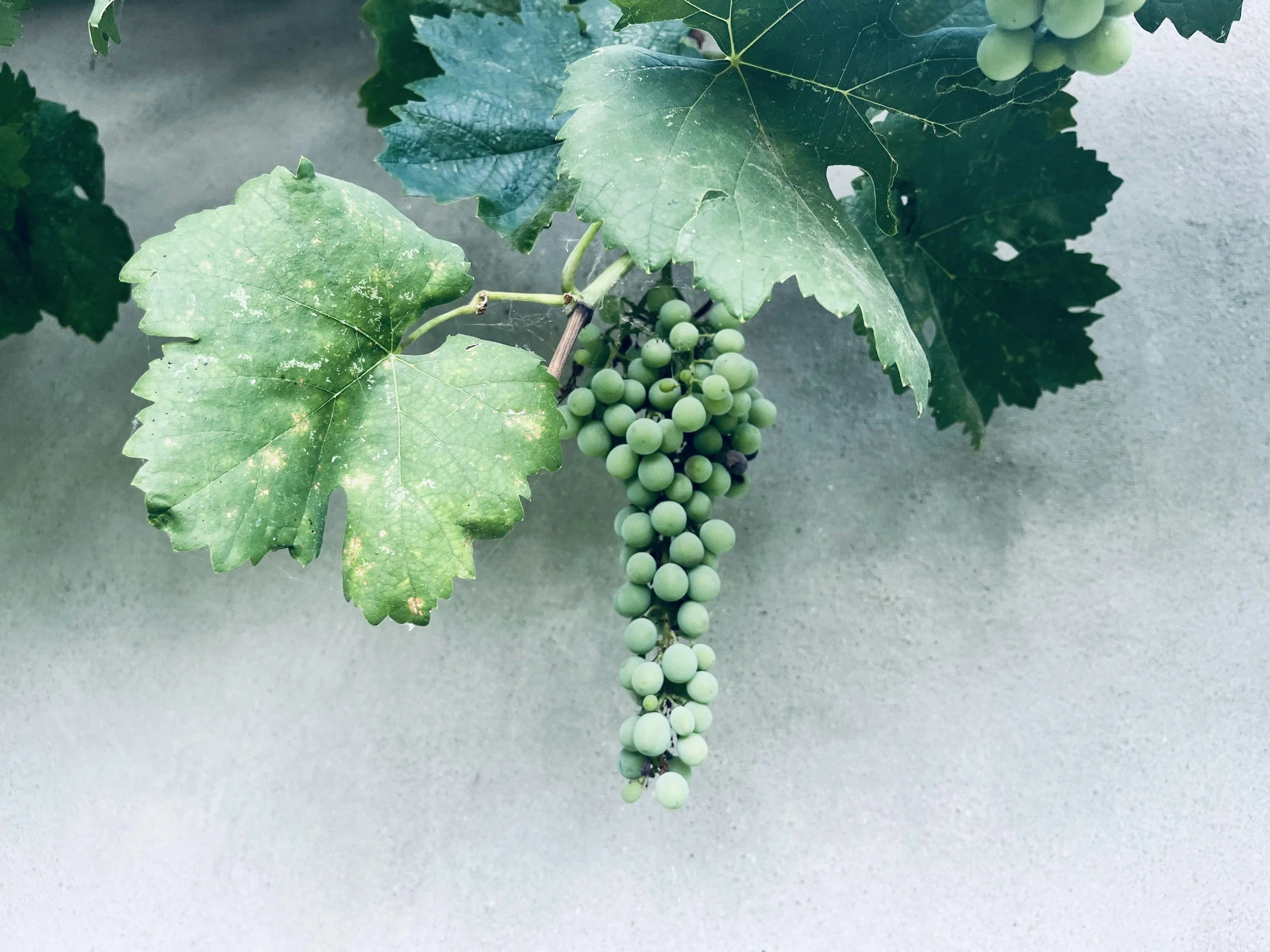 I am the True Vine in John 15:1