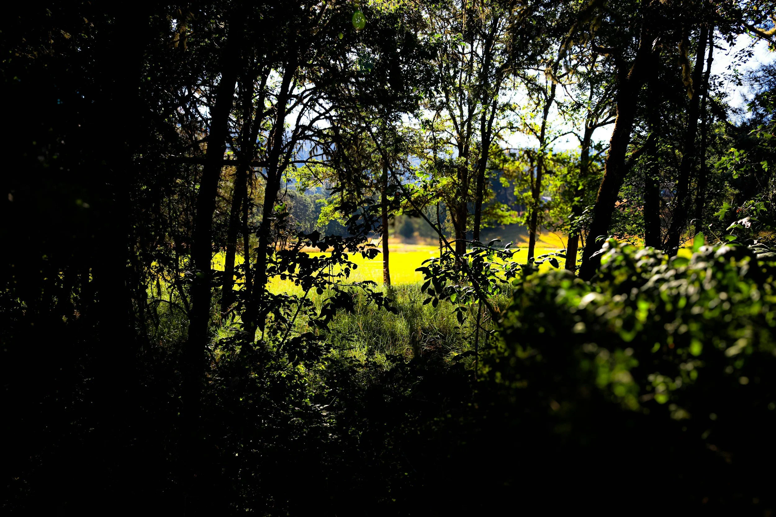 Morning Prayer for Ordinary Time – Colossians 3:17