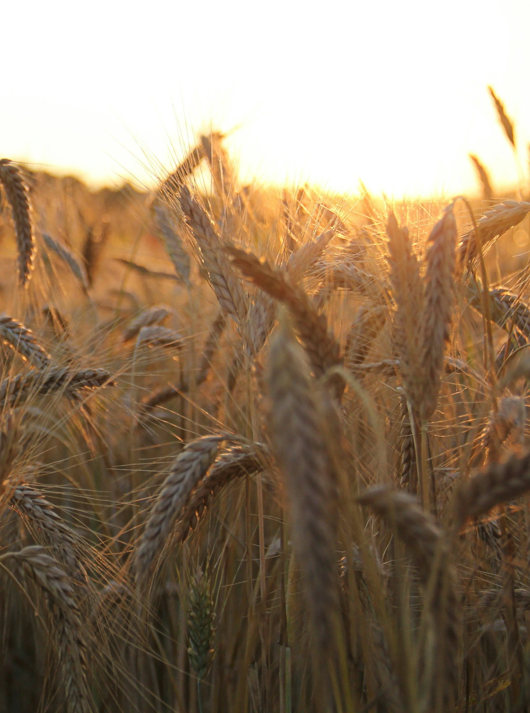 What Is Bread in the Bible?