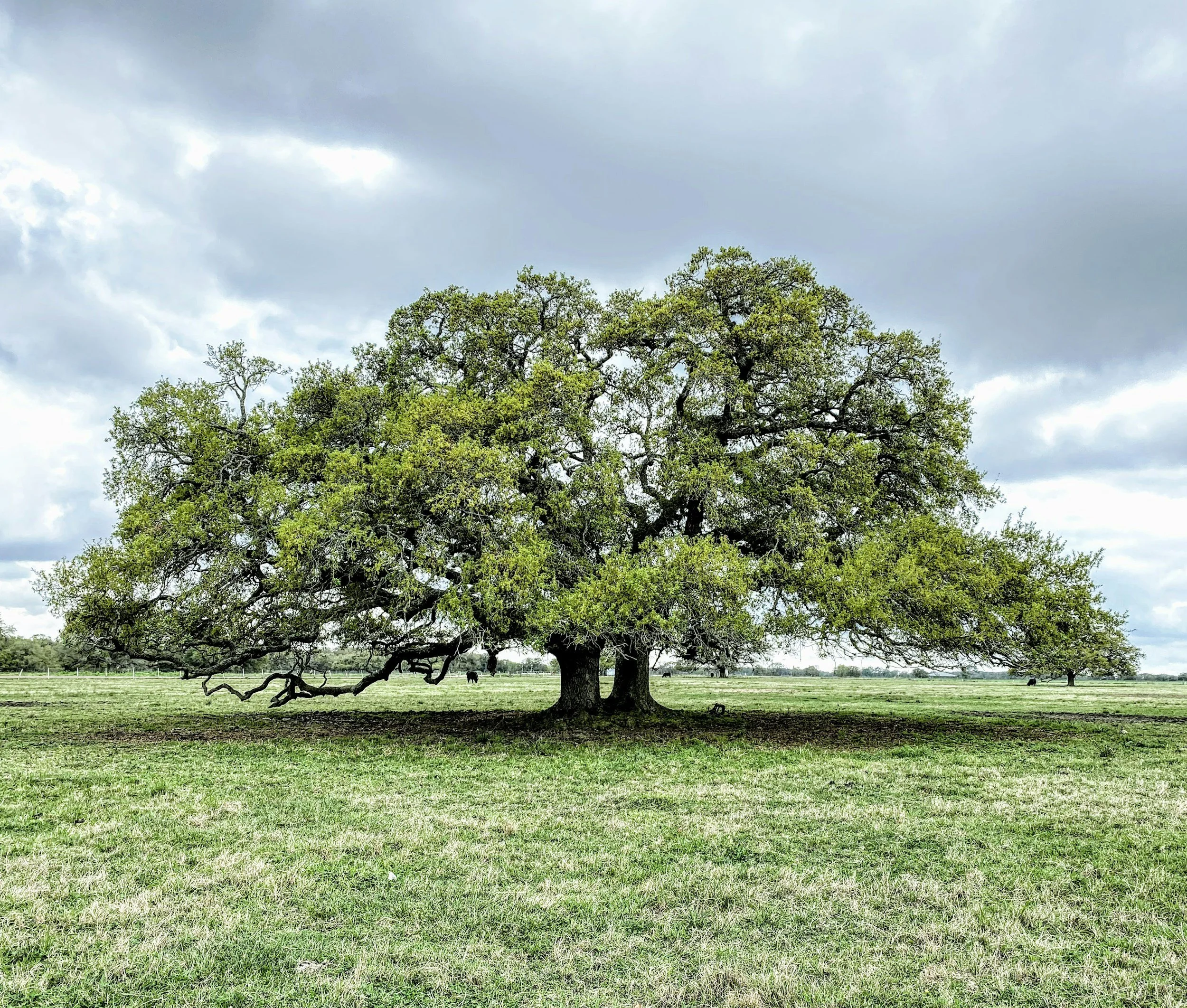 Who Wrote 1 Chronicles?