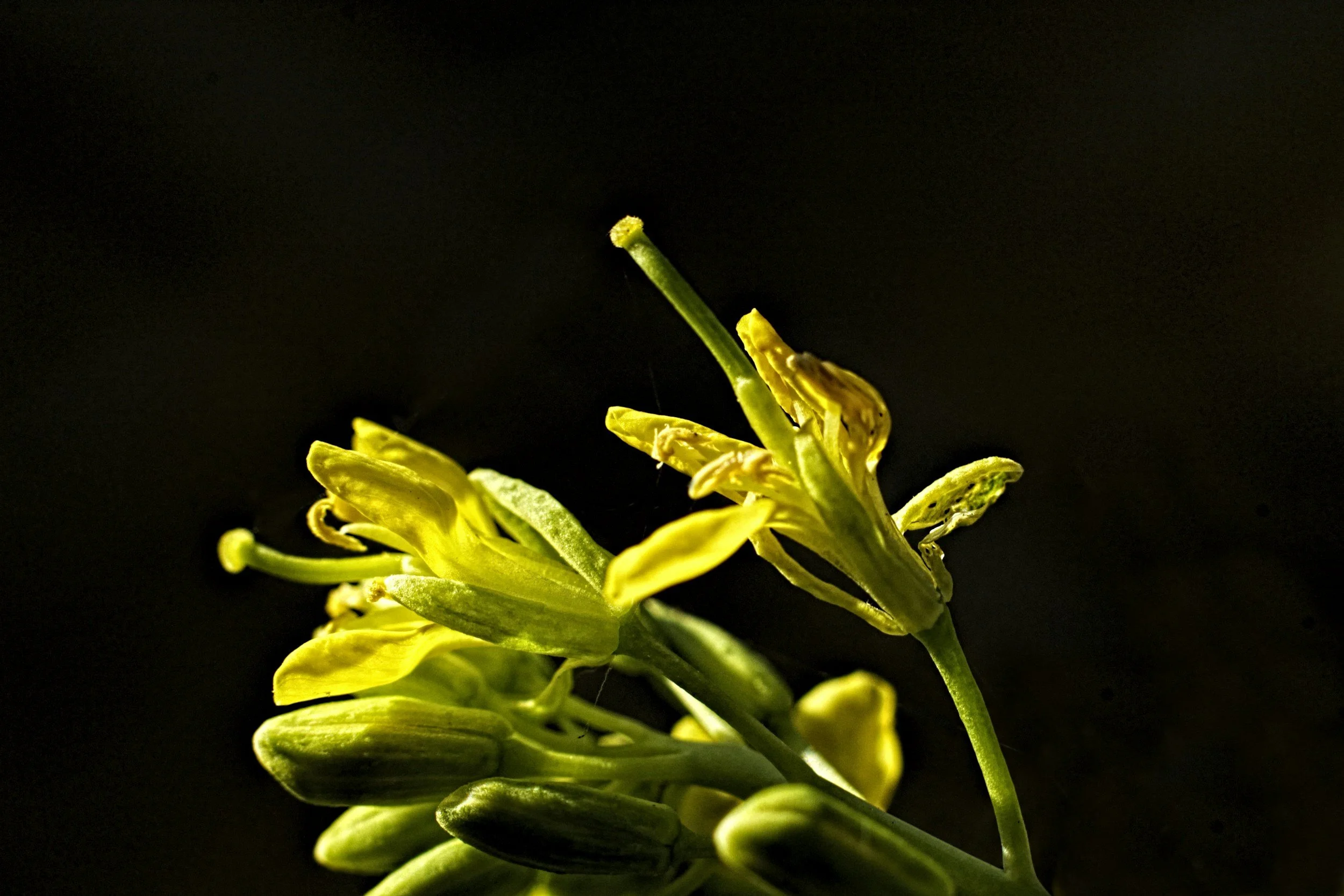 What Is a Mustard Seed in the Bible?