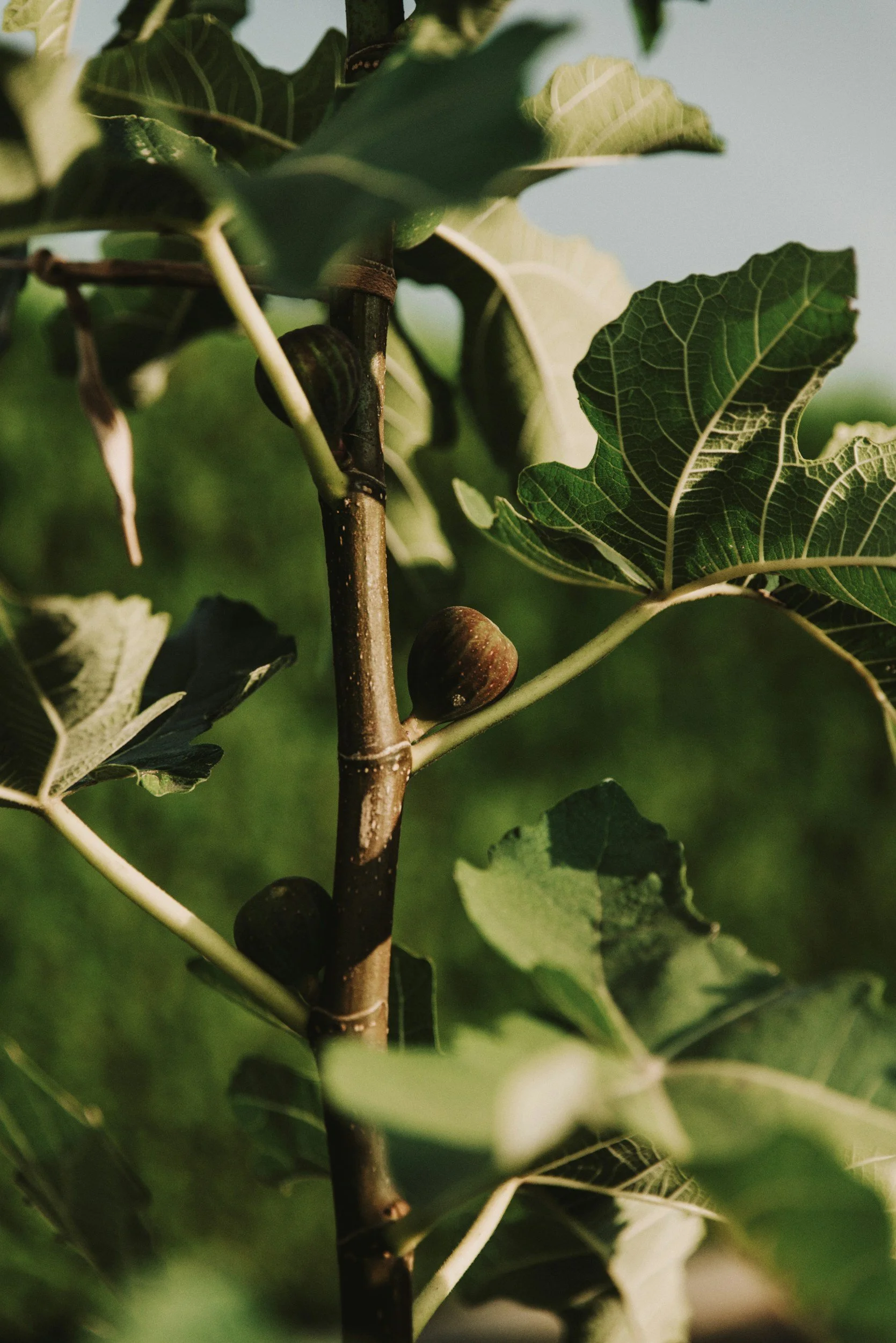 What Does the Fig Tree Symbolize in the Bible?