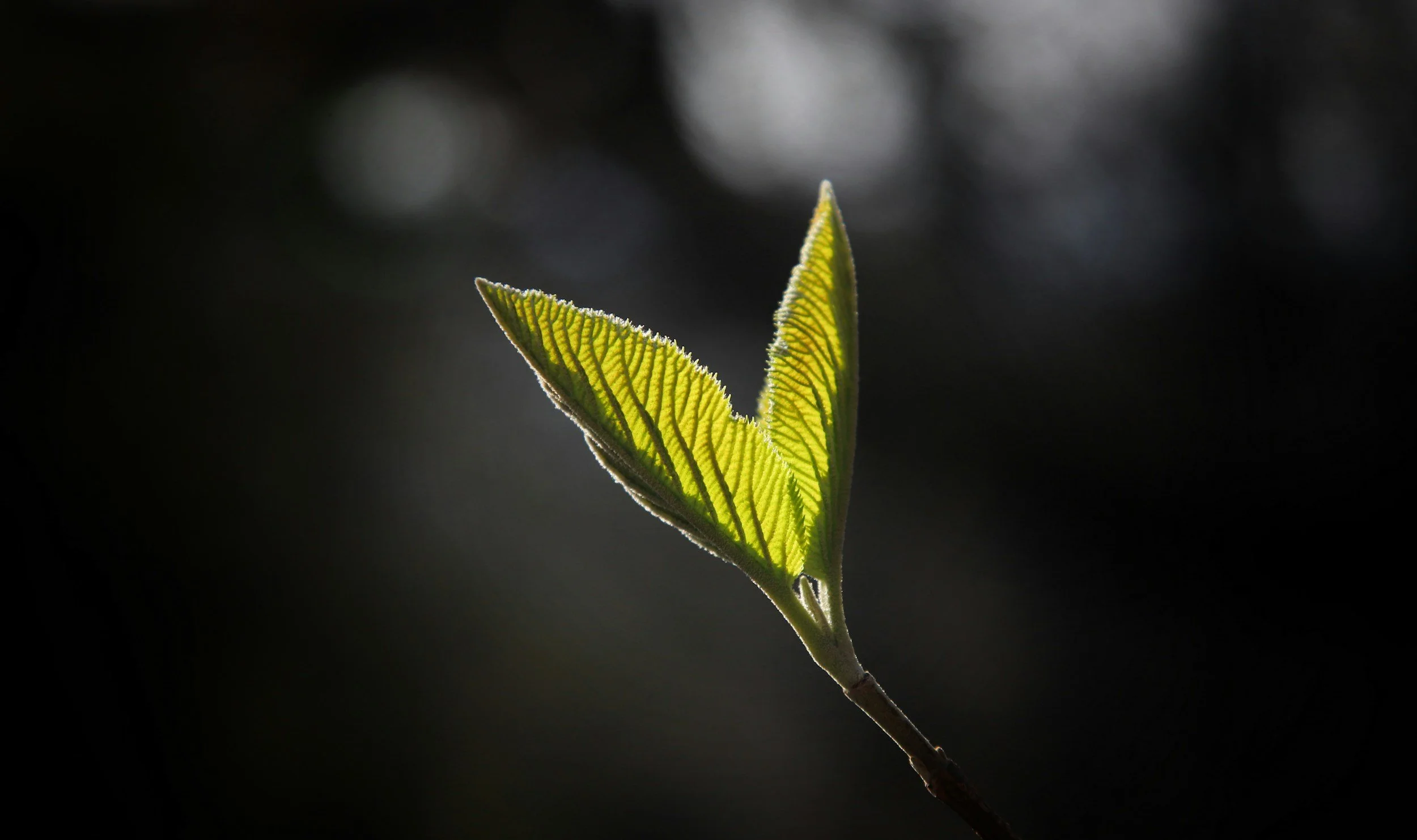 Bible Verses About New Heart and New Spirit