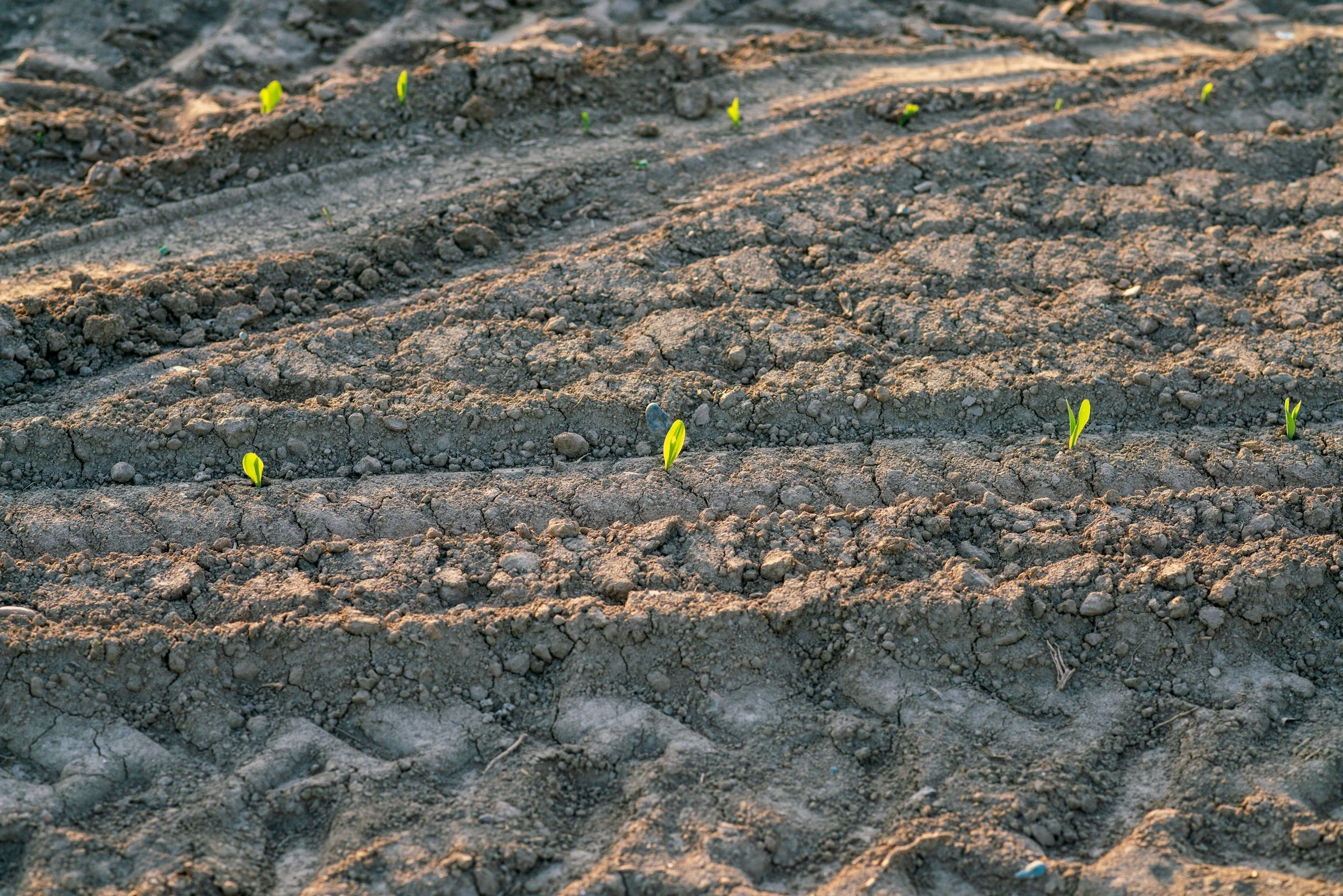 Stay in the Field: Parable of the Sower Sermon (Matthew 13)