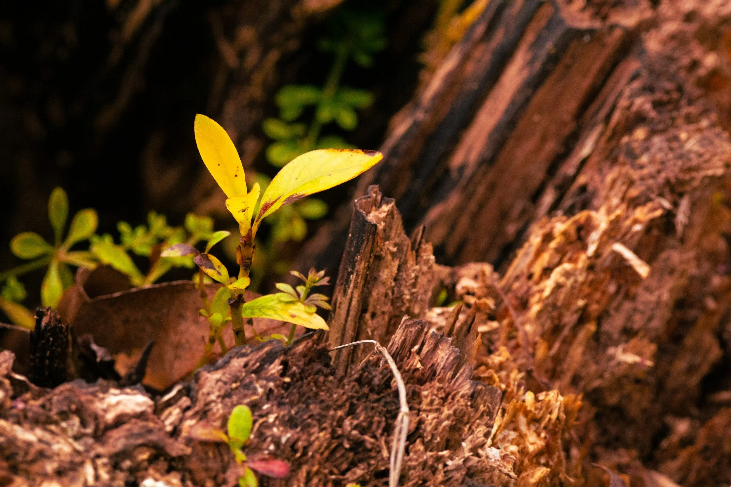 The Branch – A Prophetic Title of Jesus