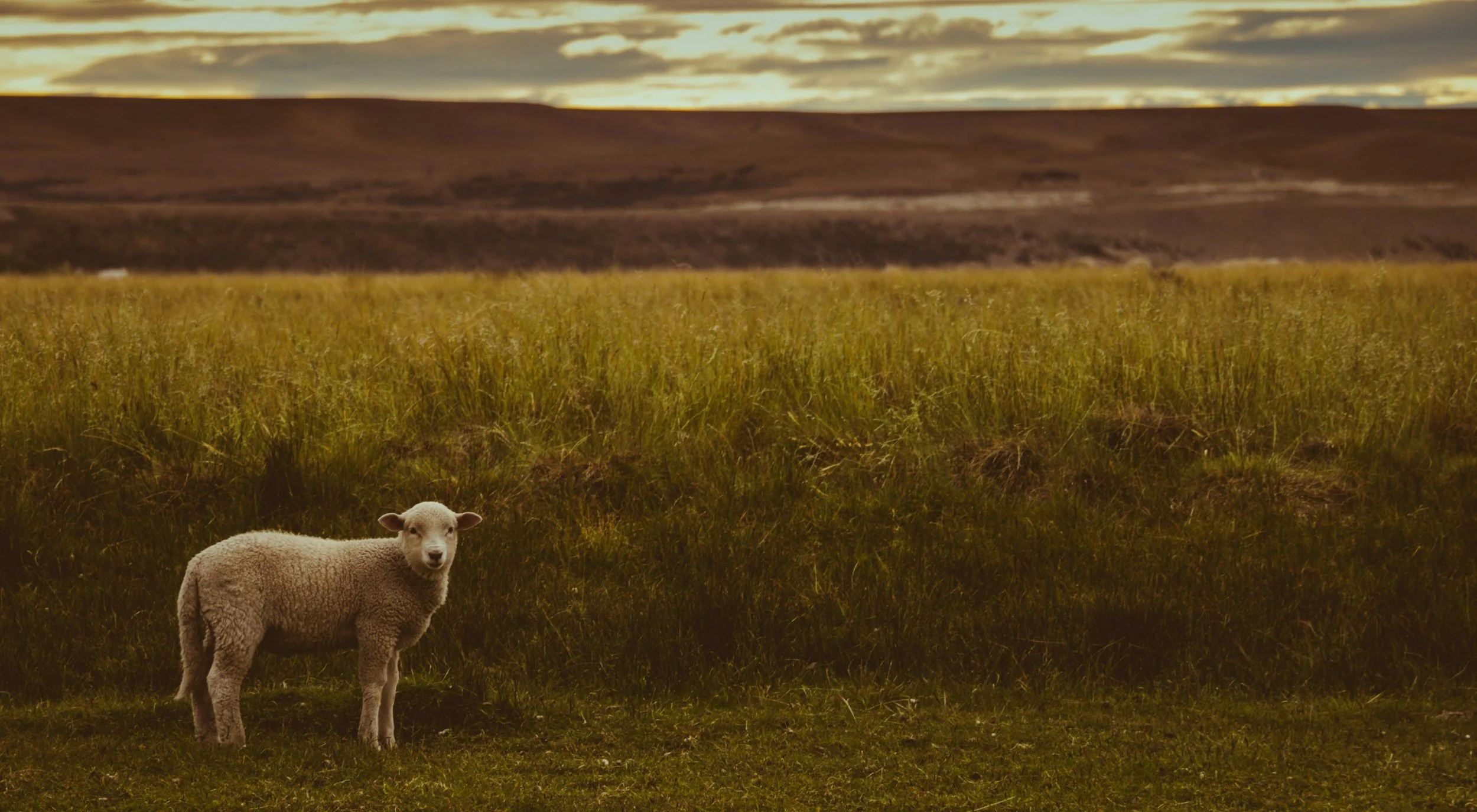 Lamb of God – A Messianic Title of Jesus