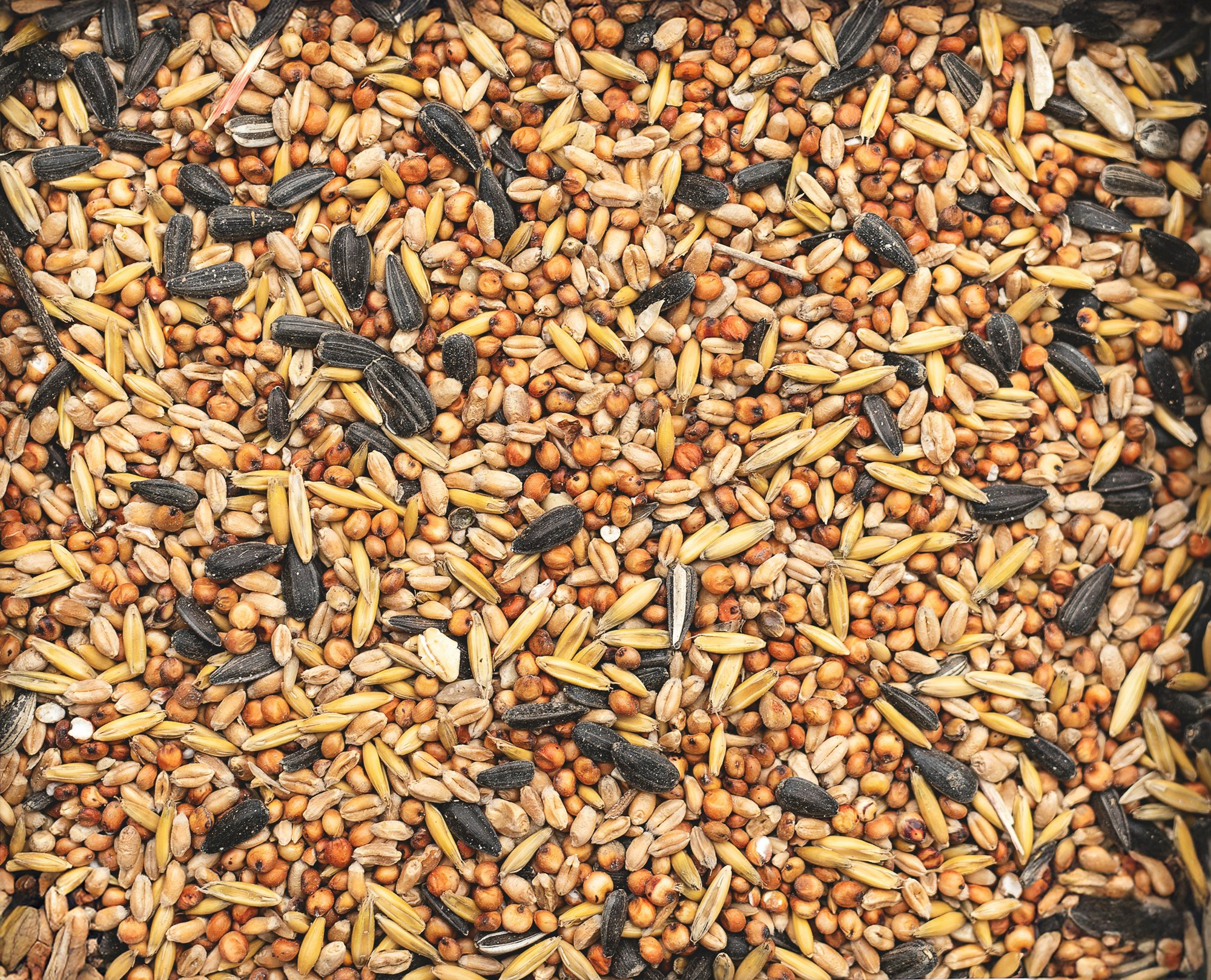 What Makes Some Bird Seed Better Than Others? 