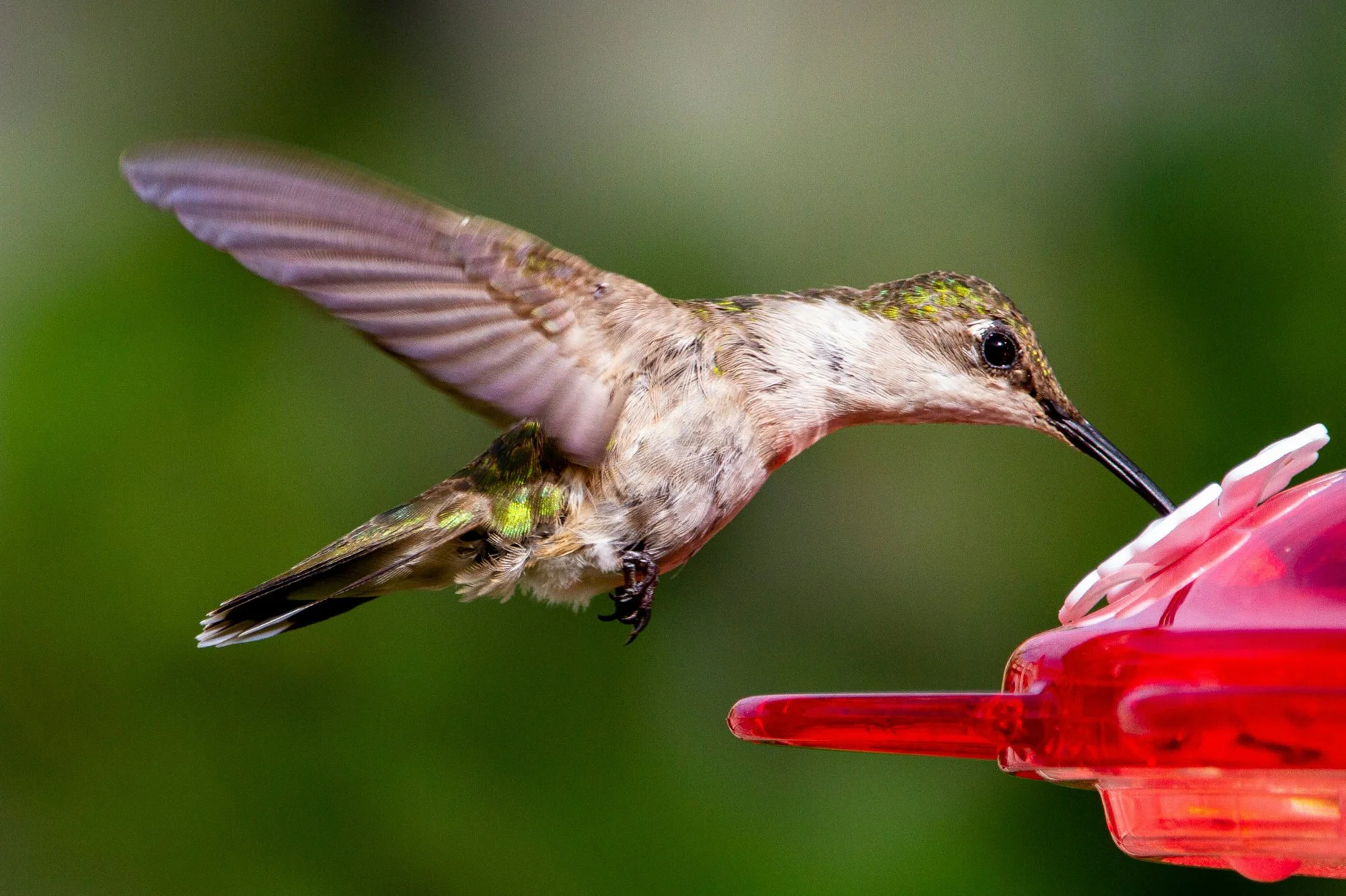 A hummingbird feeding from a pink and red hummingbird feeder with a green blurred background.