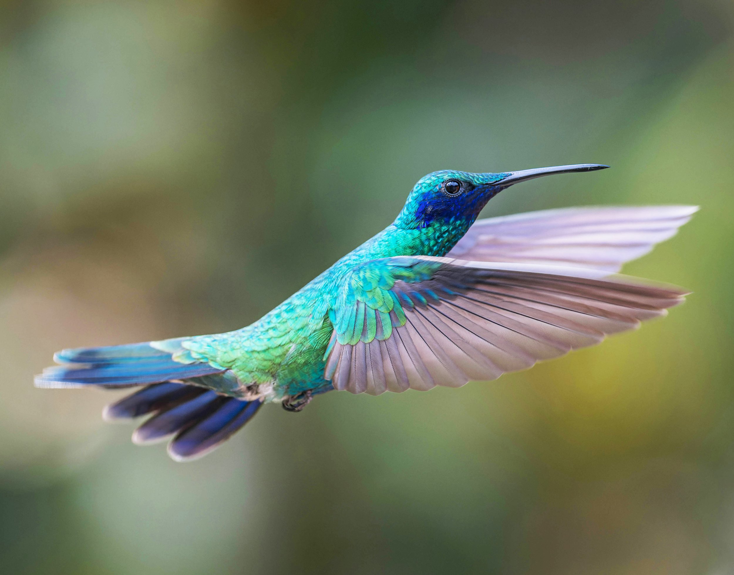 Hummingbirds Are Here!