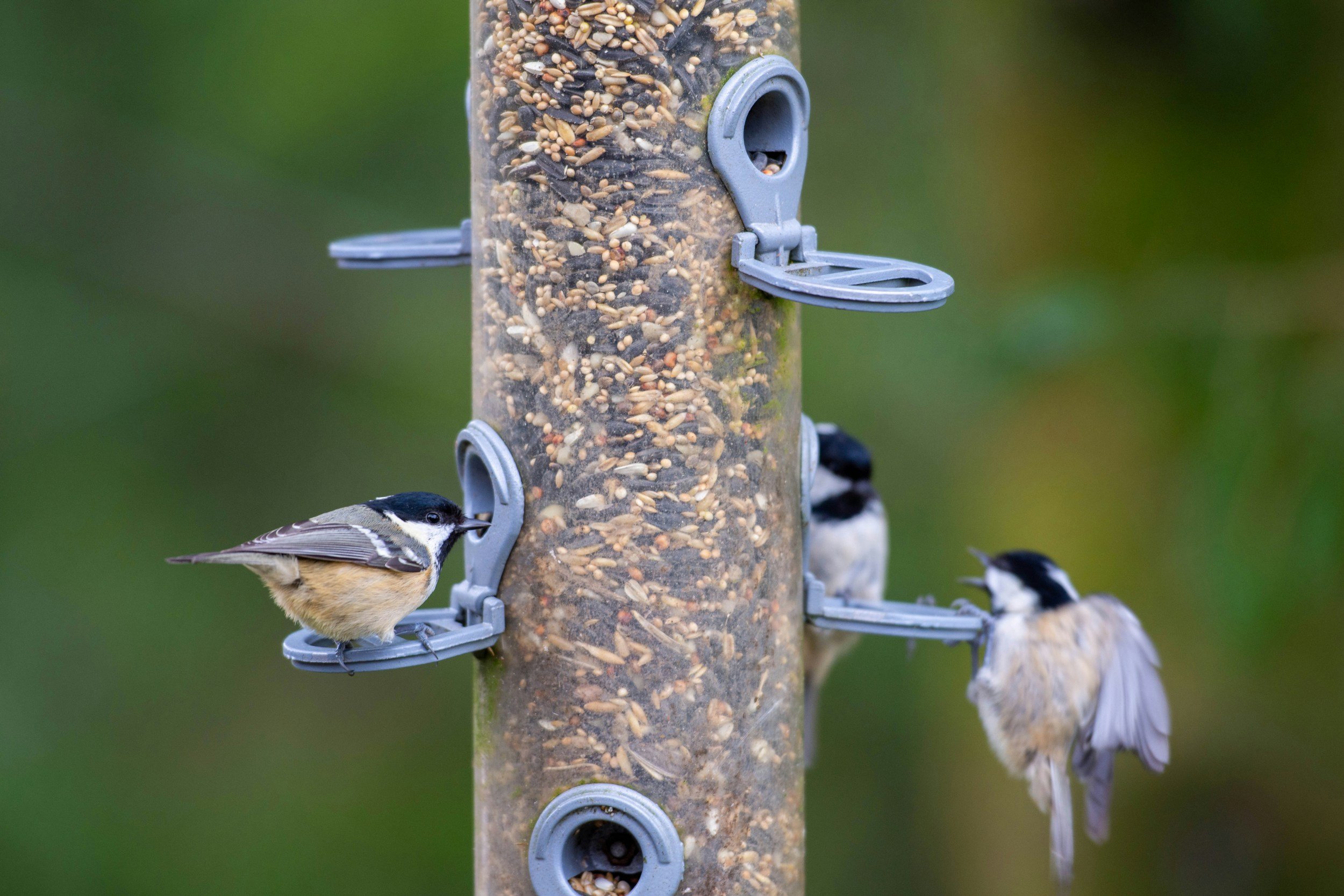 How to get started feeding birds in Milford...