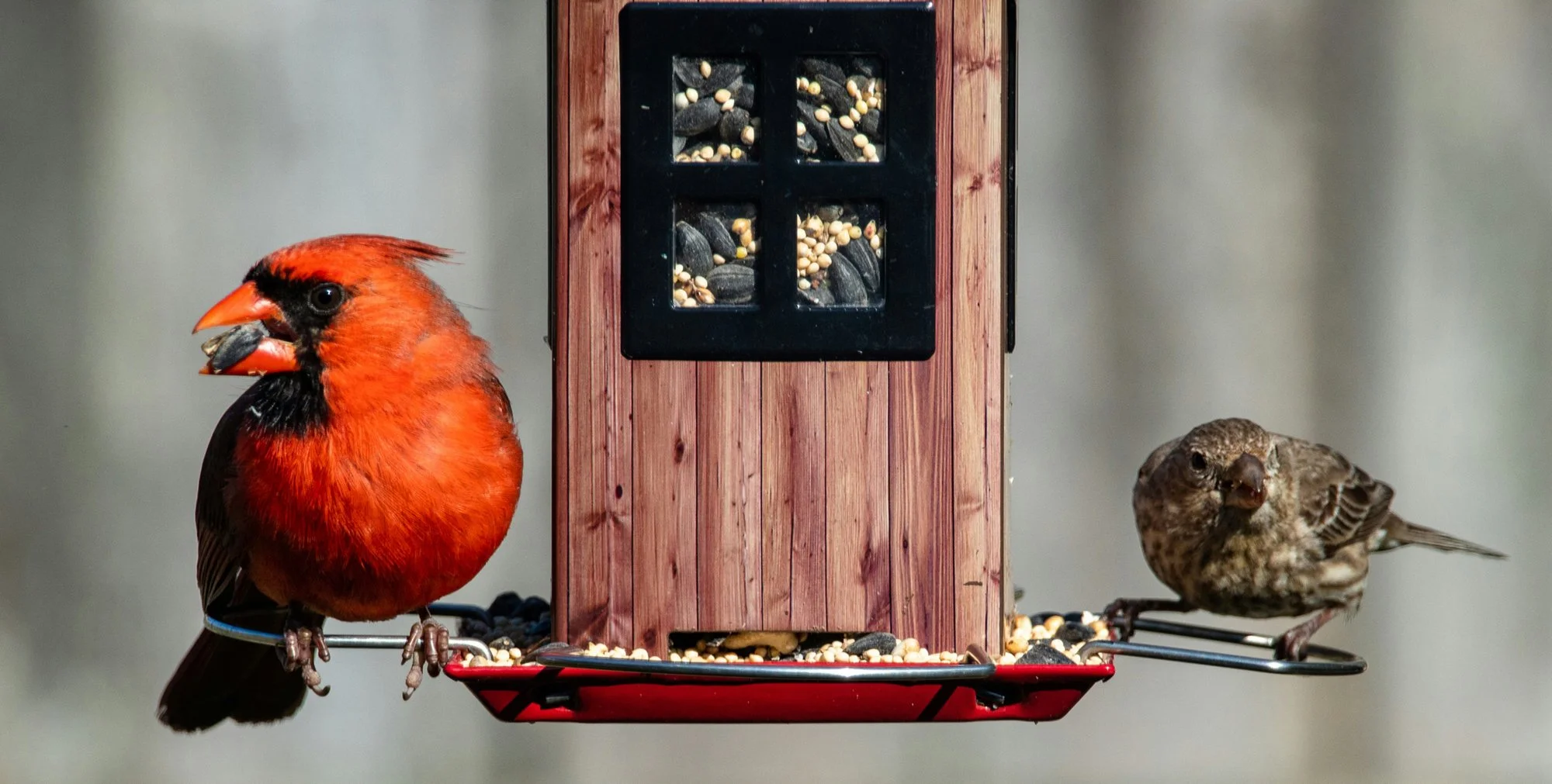 Keeping Your Feeders Busy (Without Overthinking It)