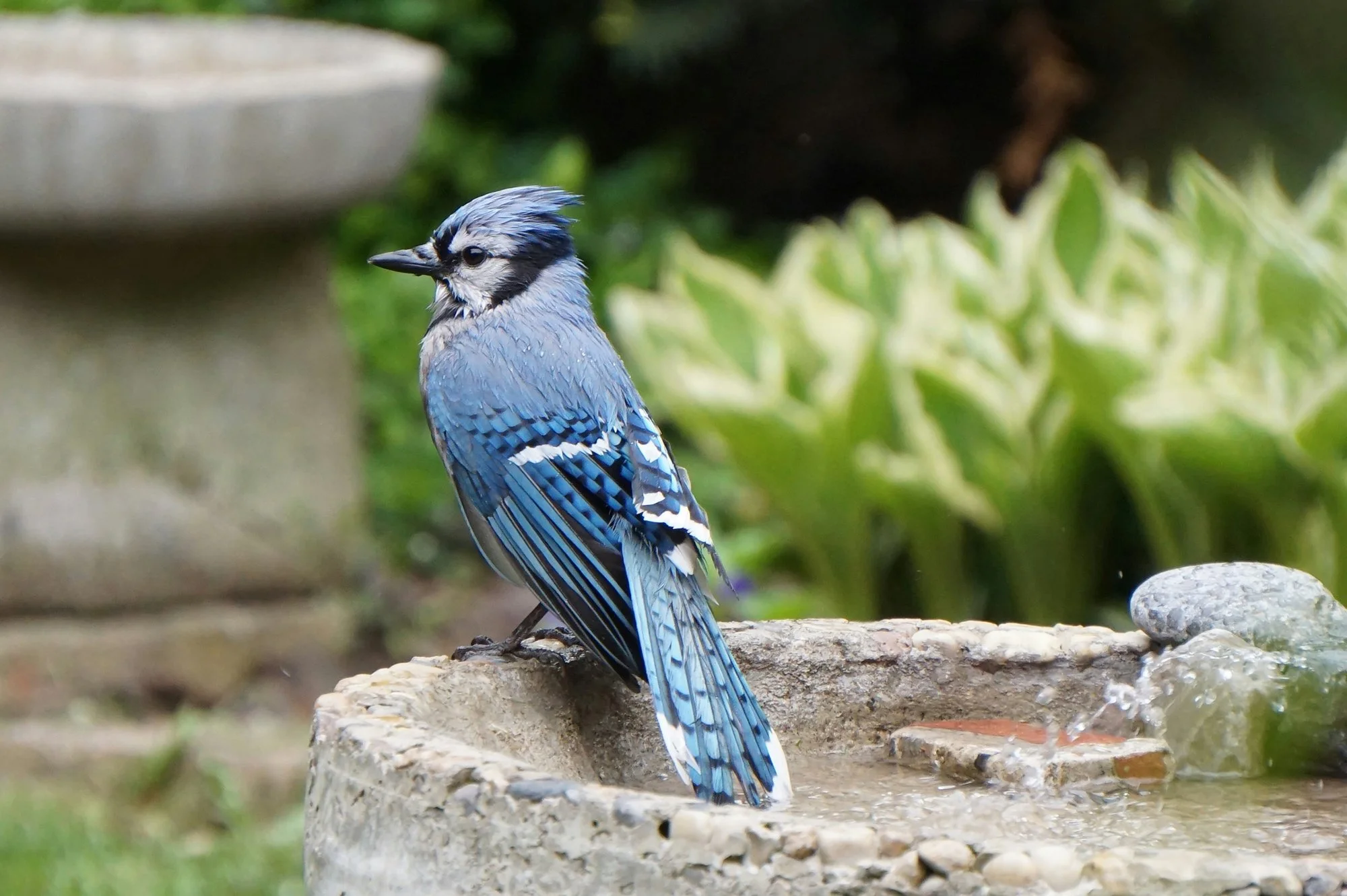 Blue jay bird perched on the edge of a birdbath filled with water.