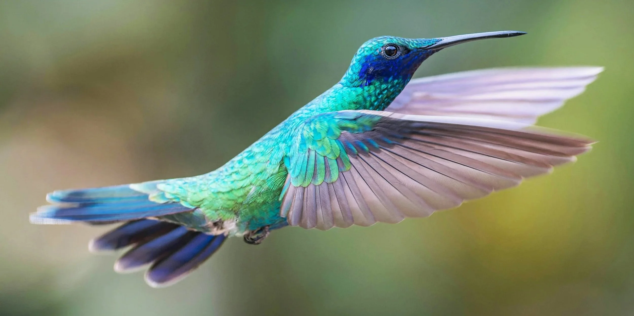 broad-billed hummingbird in flight