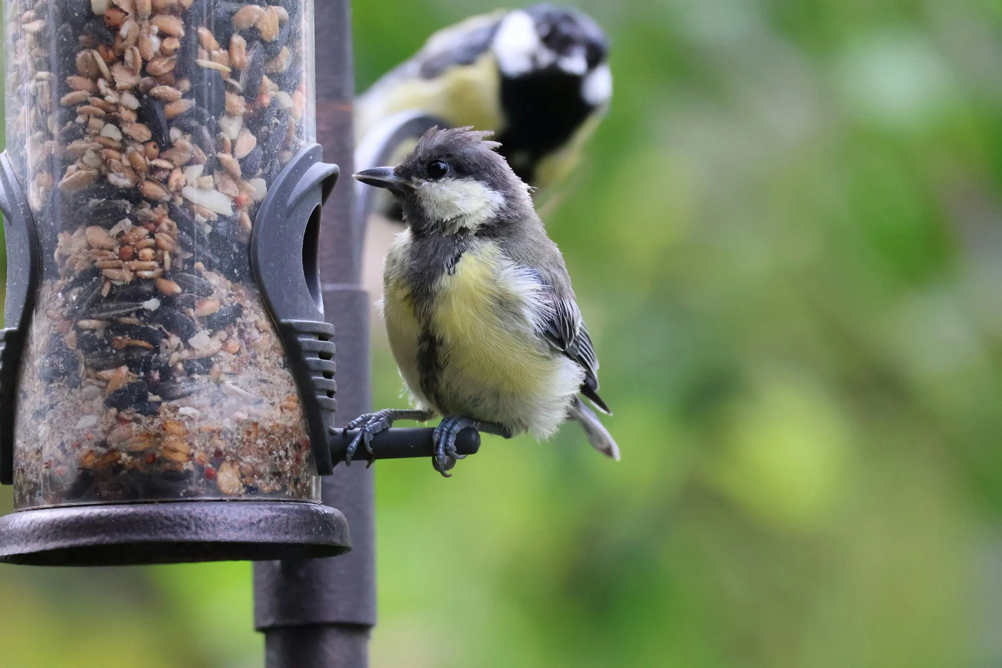 A young bird perched on a bird feeder eating bird seed.