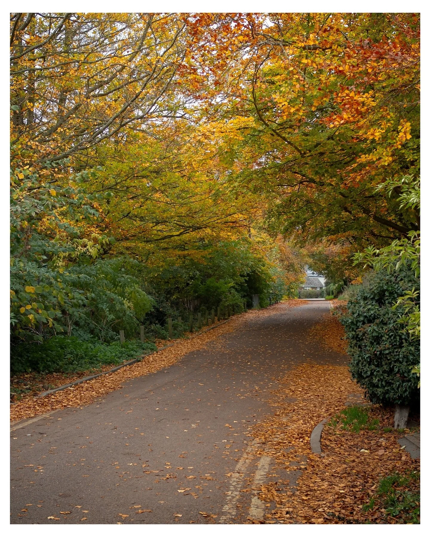 Autumn feels in Woodbridge

#autumnphotography🍁 #autumnvibes #woodbridgeincolour #autumnleaves🍂