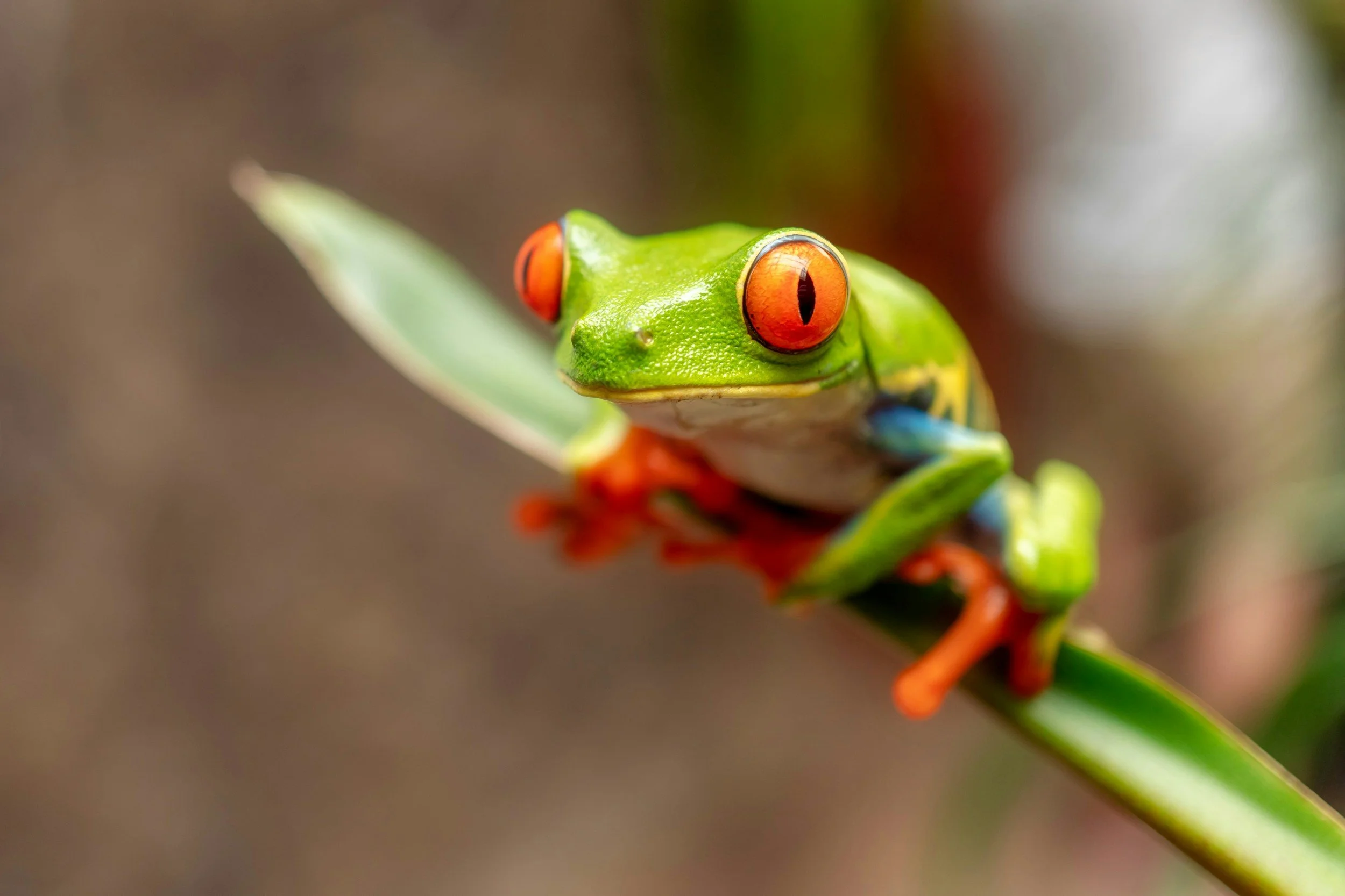 Australian tree frogs are able to hydrate by absorbing the humidity from the air around them. They are the inspiration for WAVR's breakthrough approach to atmospheric water harvesting.