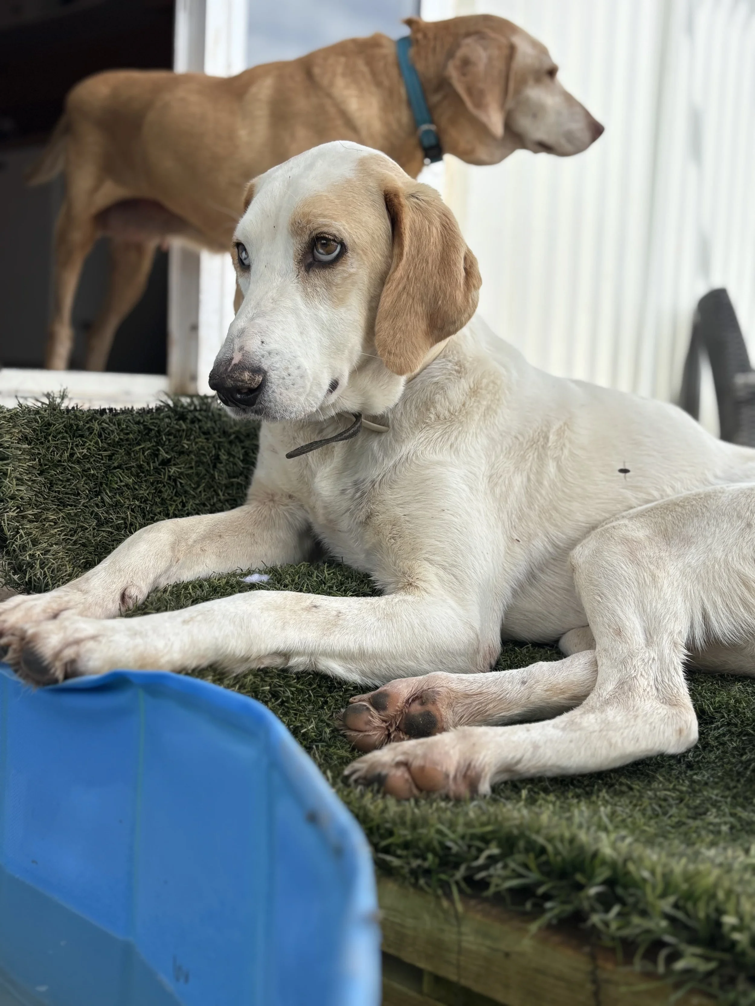 Two dogs, one lying down with a tan coat and floppy ears, and the other standing with a light-colored coat and blue eyes, are positioned on a grassy area next to a blue plastic object, near a window with vertical blinds.