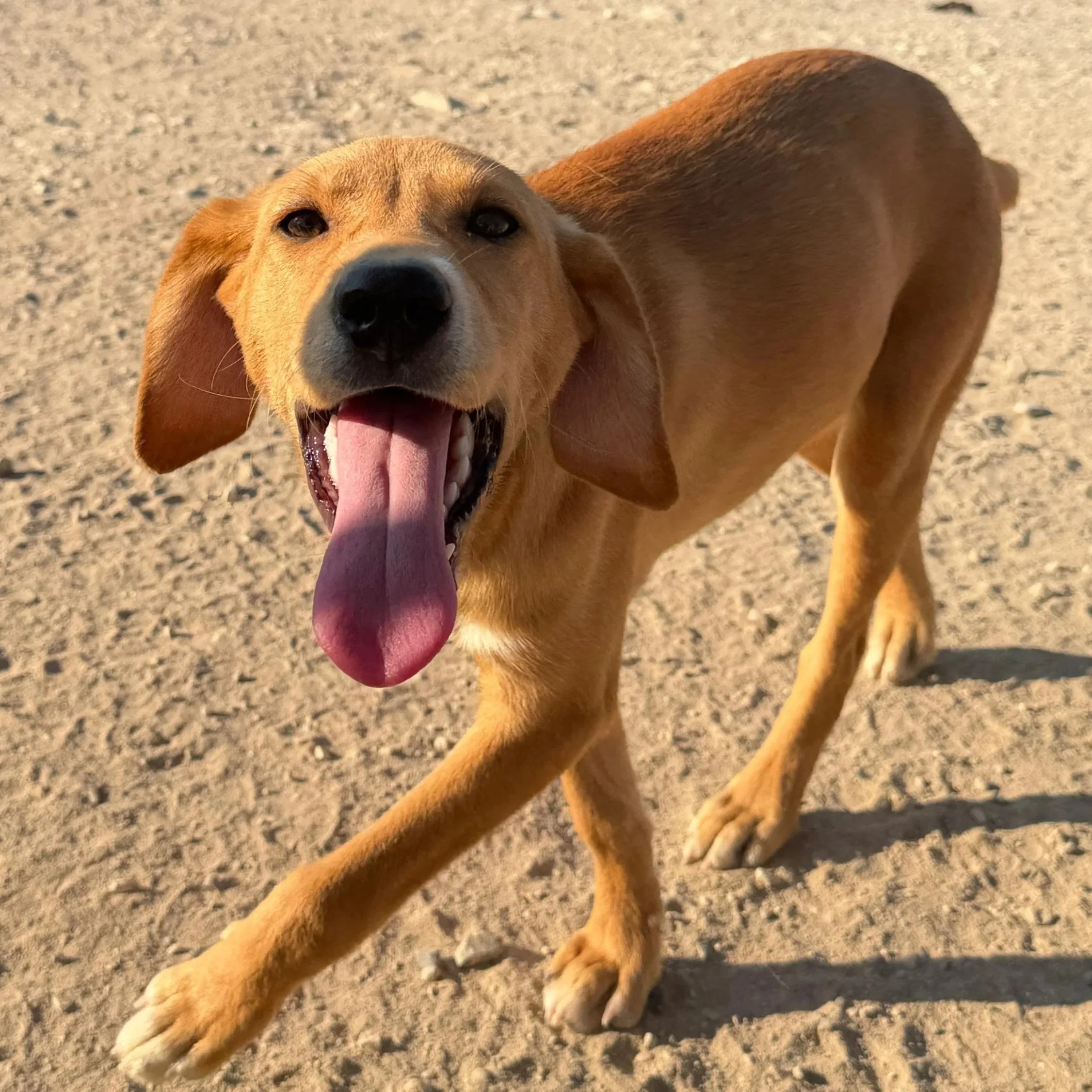 A happy tan dog with long ears and an open mouth showing the tongue, standing on a sandy surface.