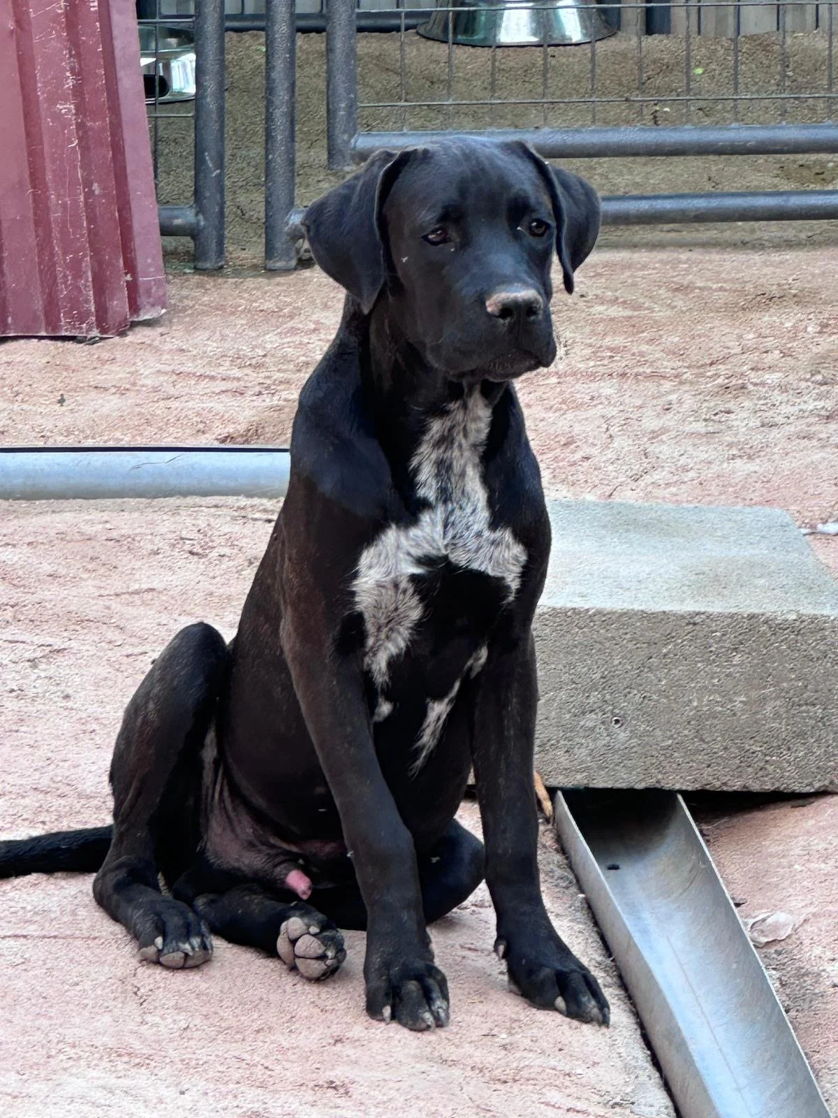 Carlos - male