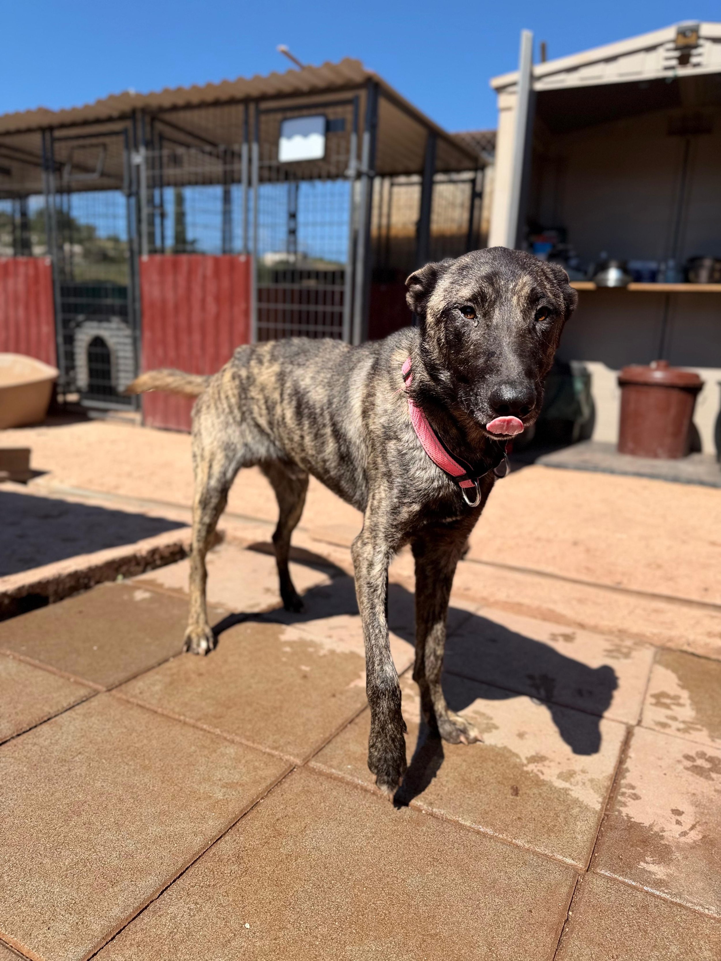 A brindle-colored dog with a pink collar standing on a patio with what appears to be a kennel or shed in the background, licking its nose on a bright, sunny day.