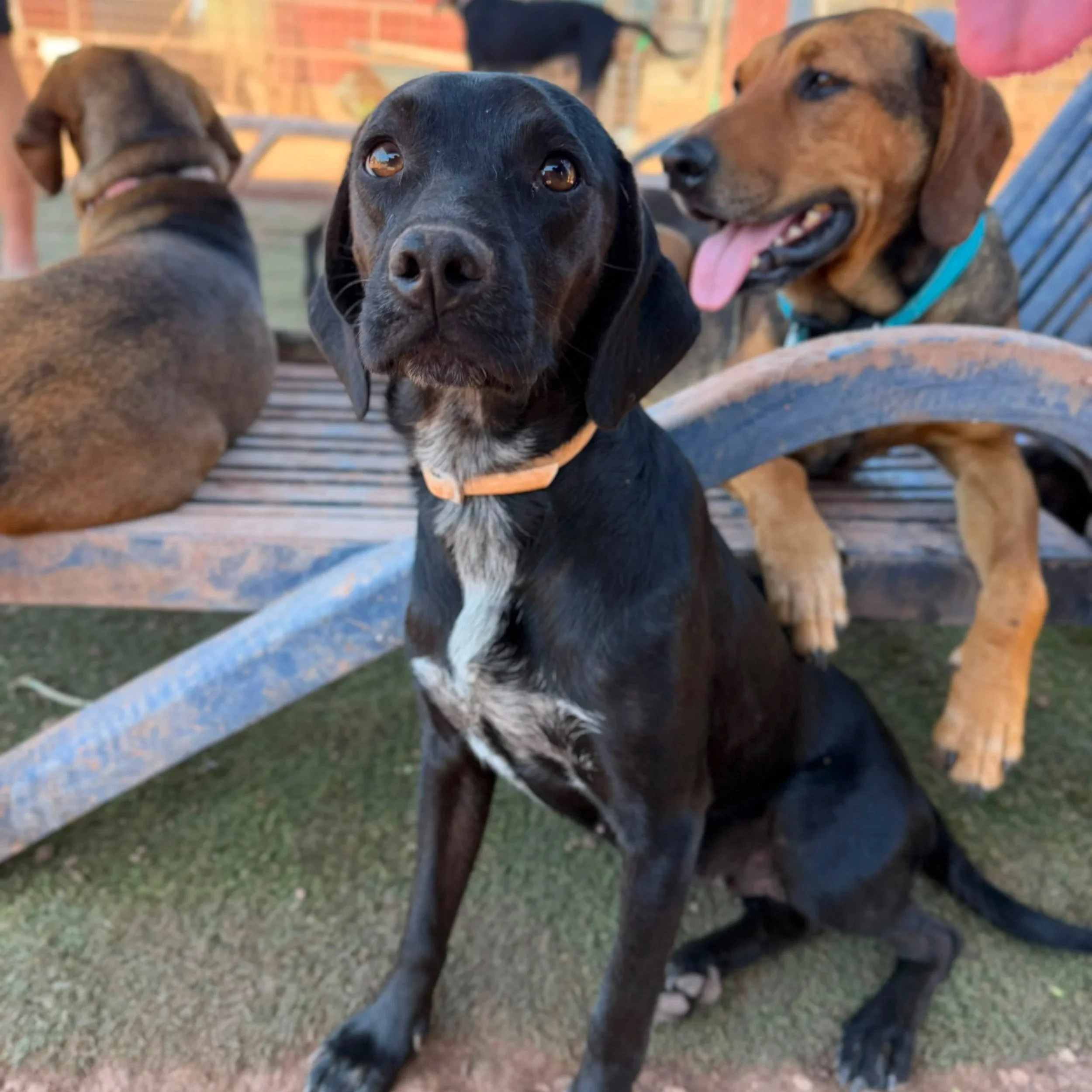 Close-up of a black puppy with brown eyes in the foreground, and two other brown puppies in the background, sitting on a wooden surface outdoors.