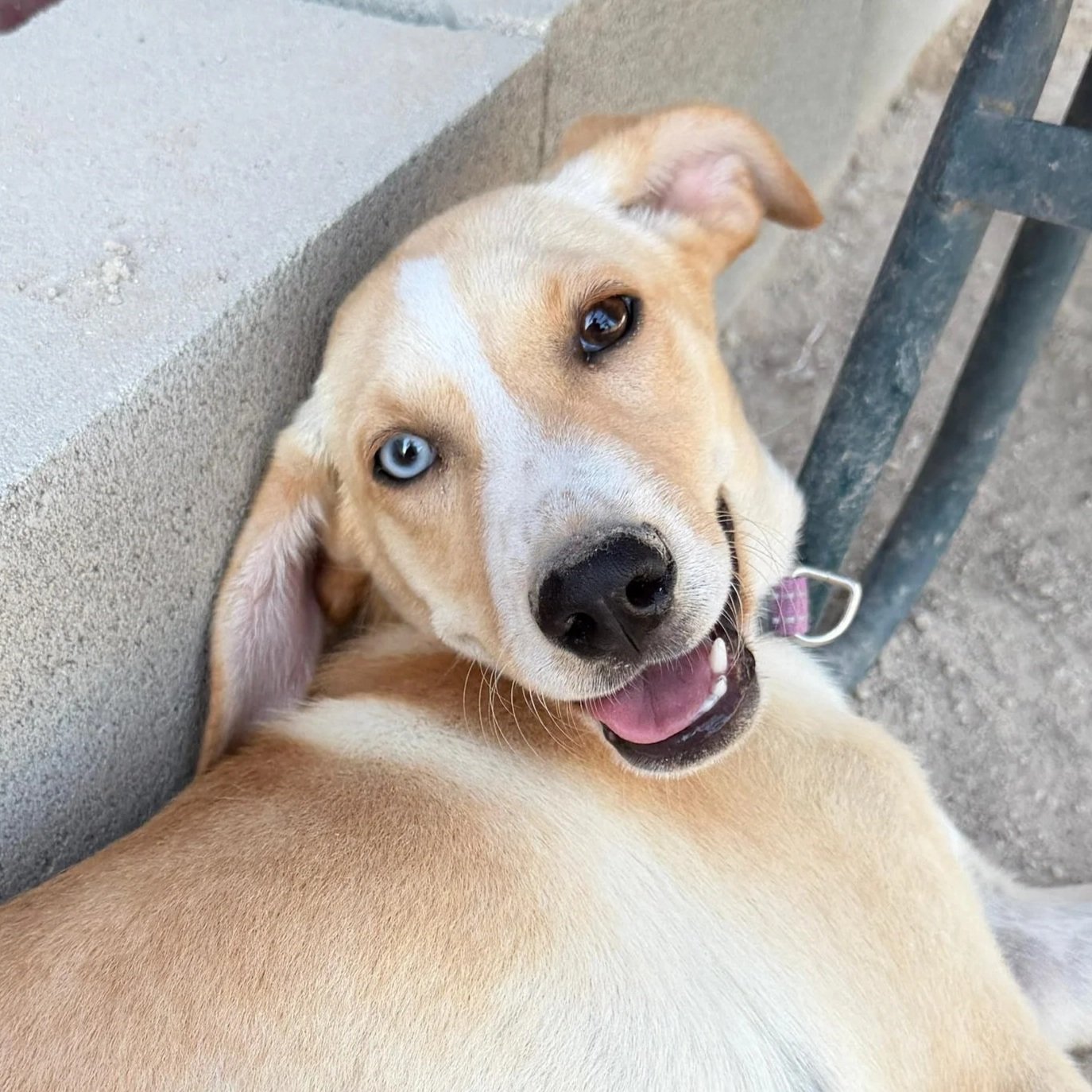 A tan and white puppy with heterochromatic eyes, one blue and one brown, lying on the ground beside a concrete wall and pet gate, looking at the camera with its mouth slightly open.