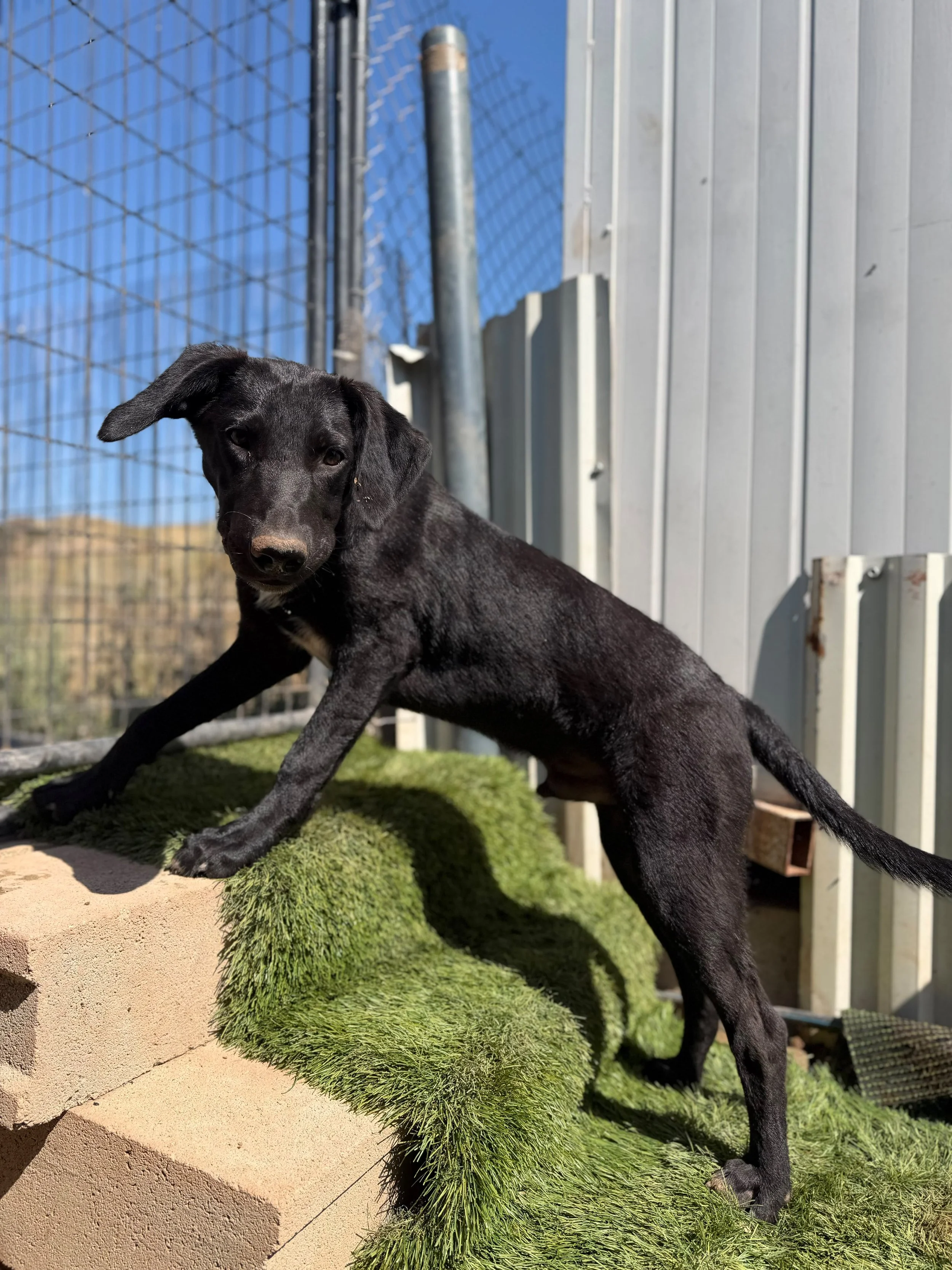 A black puppy with a shiny coat and floppy ears standing on green artificial grass outdoors, near a concrete block, with a metal fence and blue sky in the background.