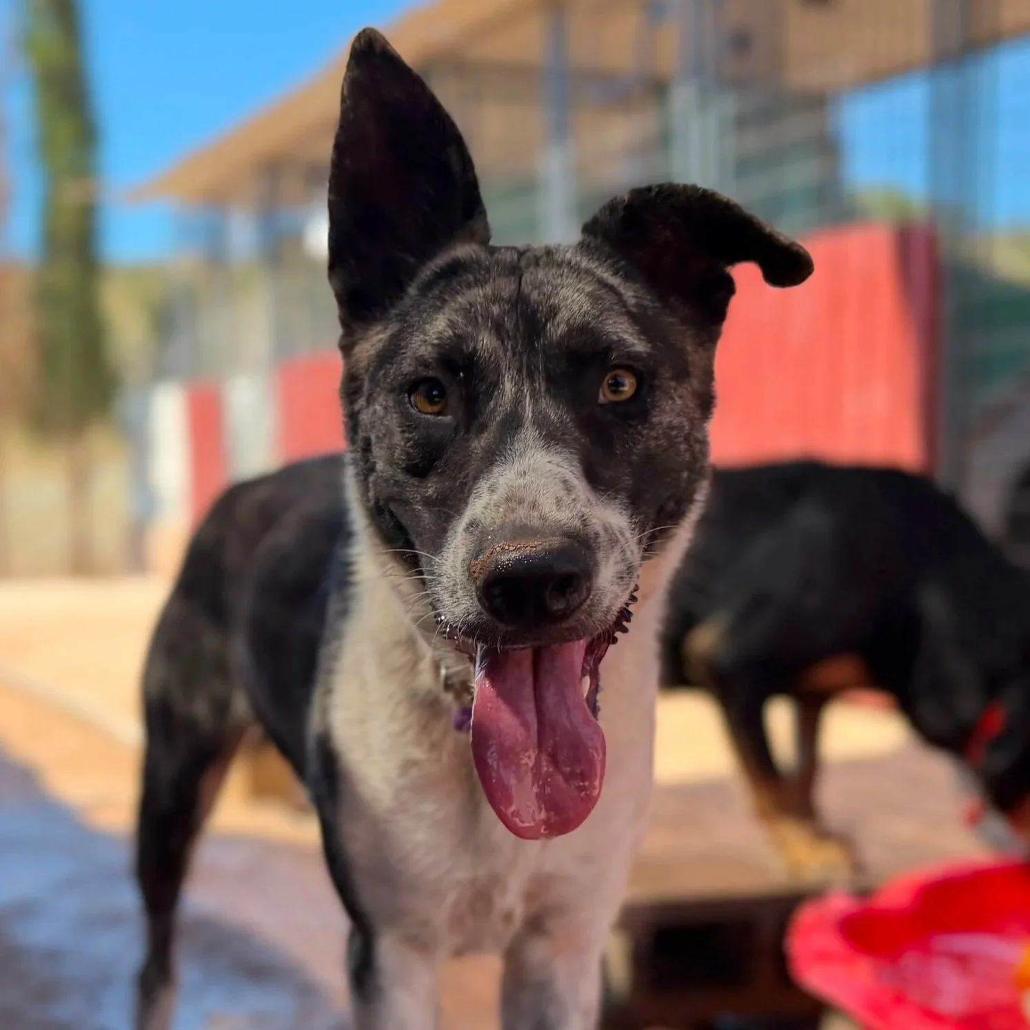 Ziggy - male 